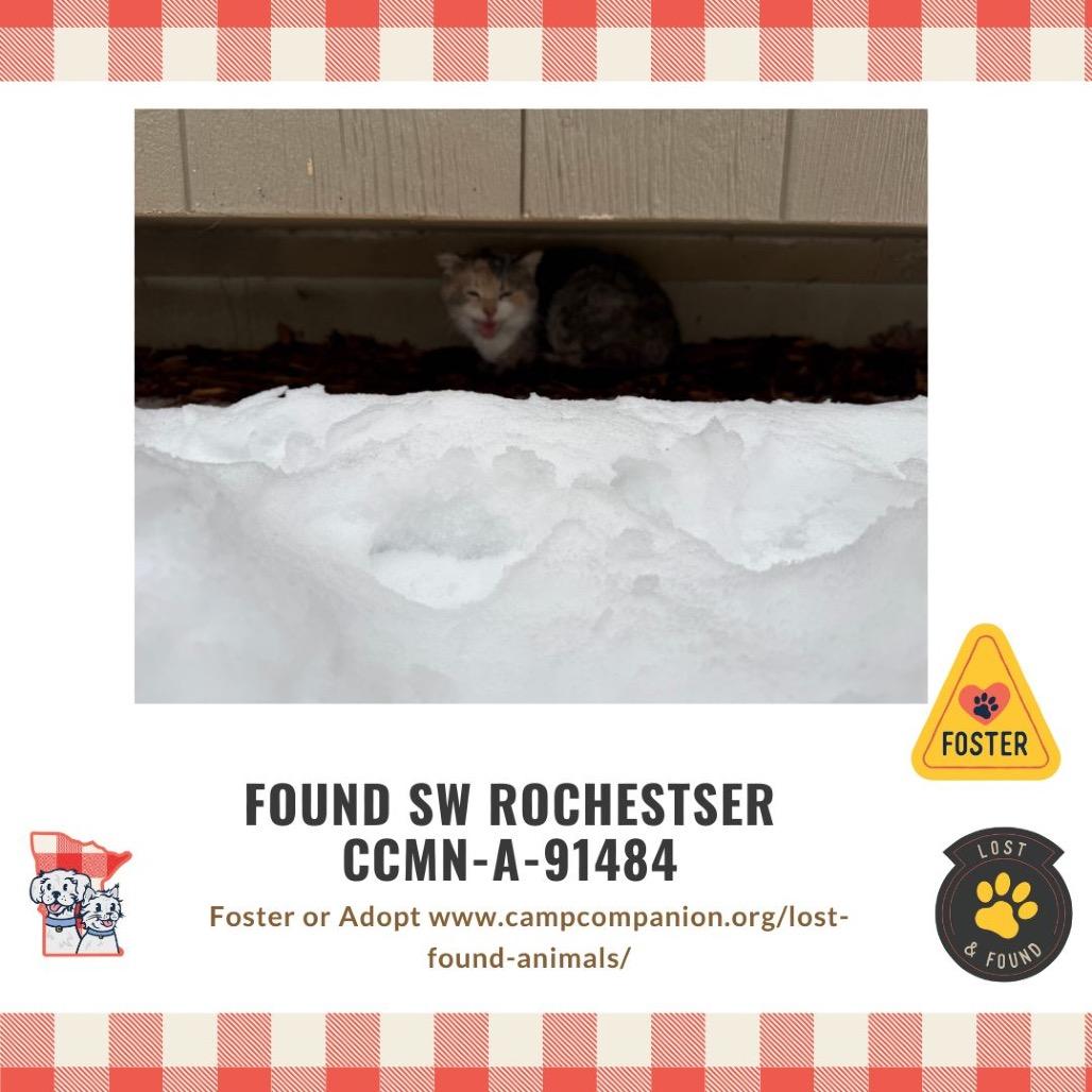 Enlarge Found SW Rochester, a Adoptable Domestic Short Hair in Rochester, MN image 2/2