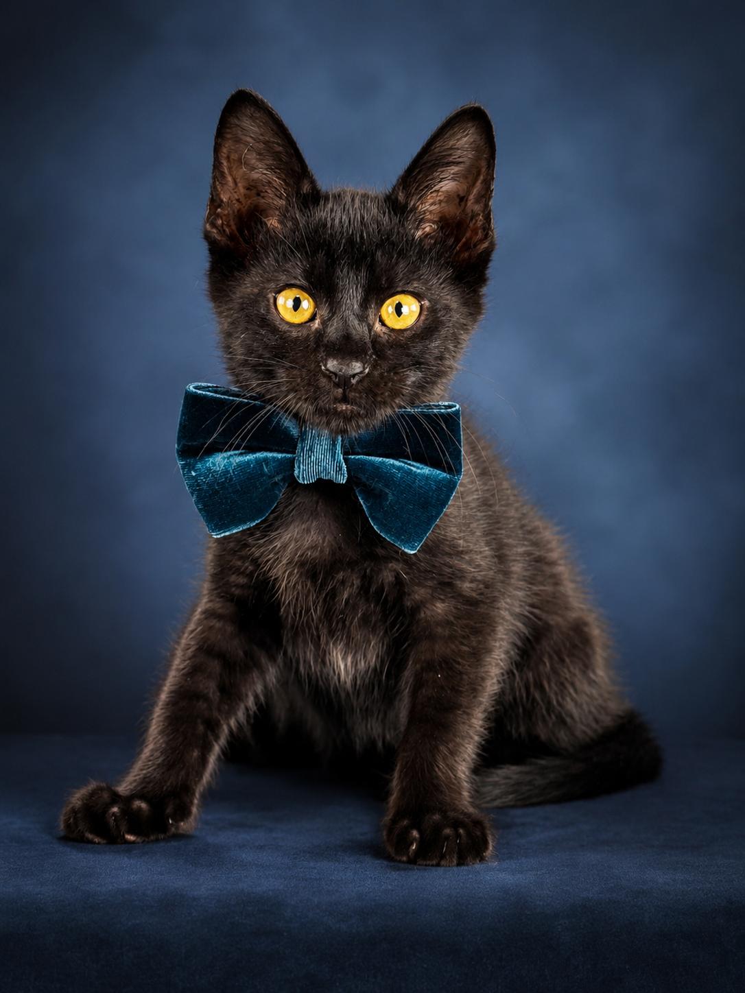 Knight, adopted, Kitten Male Bombay & Domestic Short Hair.