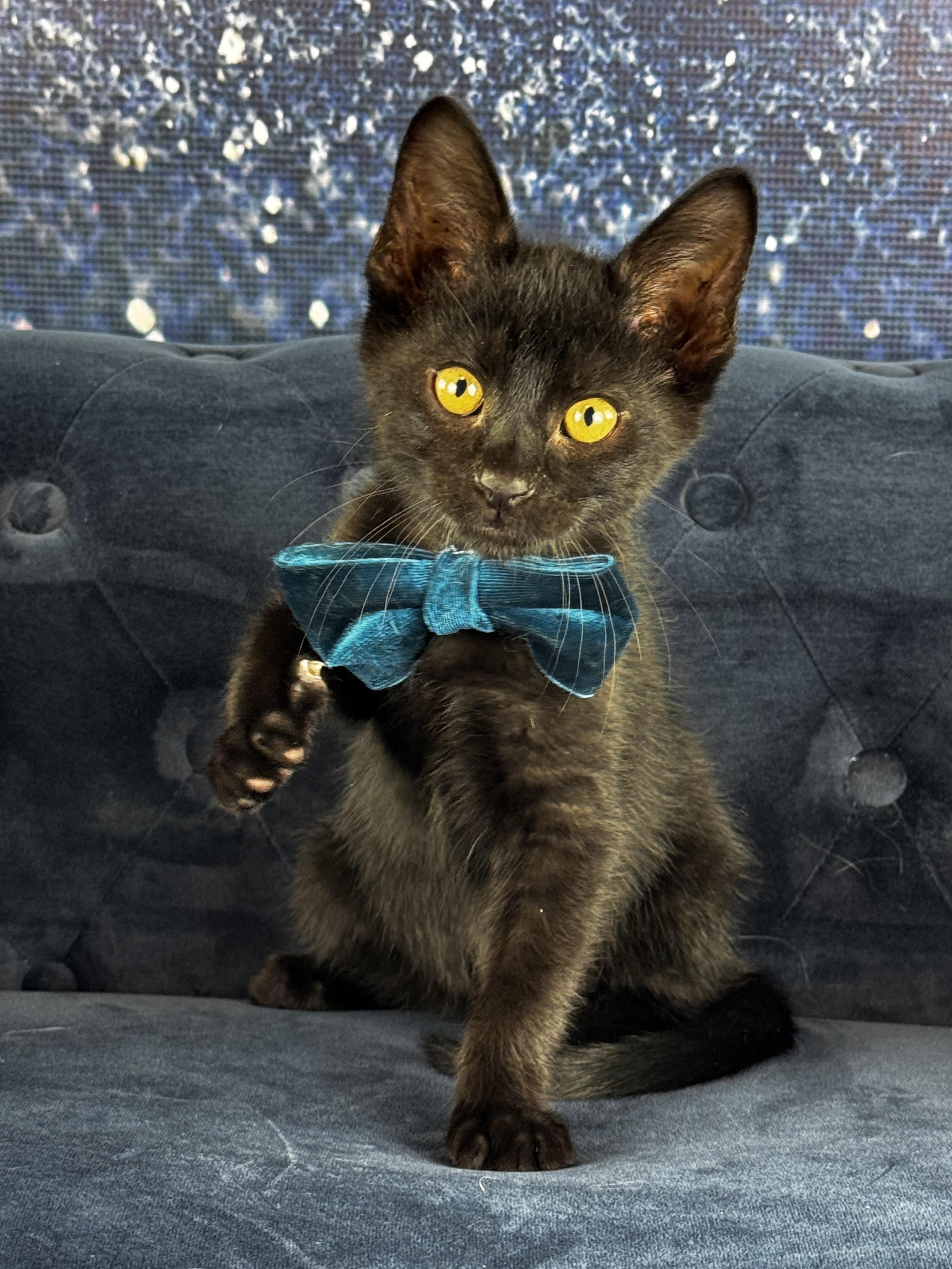 Knight, an adopted mixed breed in Houston, TX image 3/6