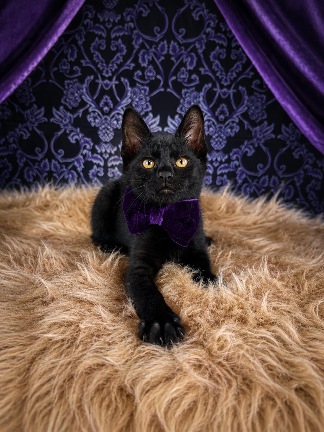 Knight, an adopted mixed breed in Houston, TX image 4/6