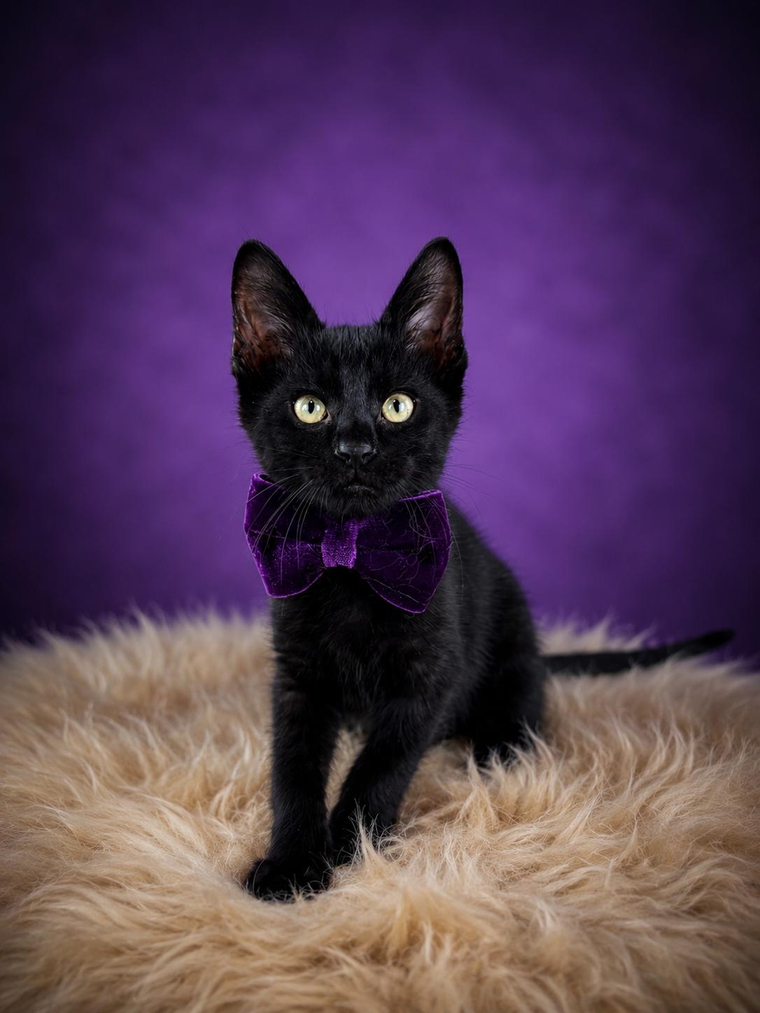 Knight, an adopted mixed breed in Houston, TX image 2/6
