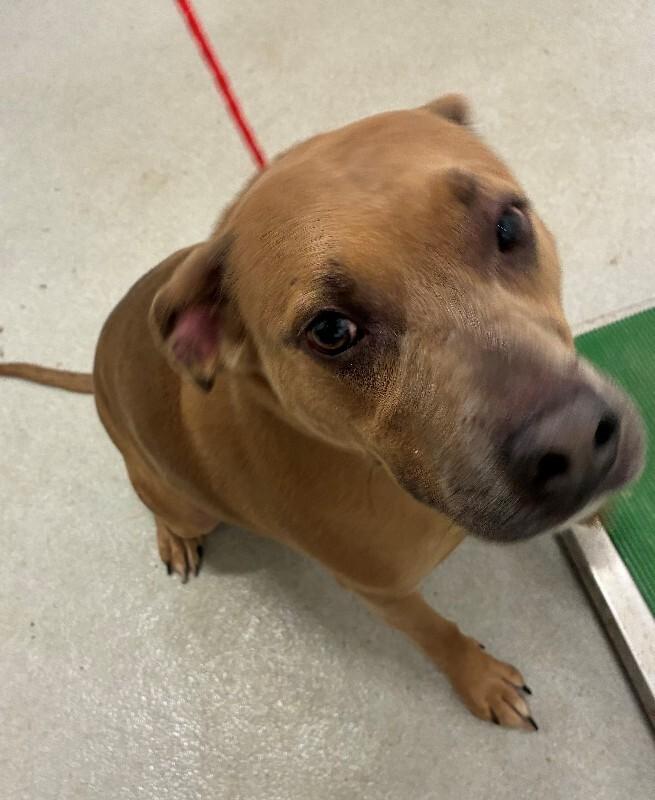 Enlarge Sandy, a Adoptable Mixed Breed in Rochester, NY image 1/4