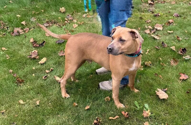Enlarge Sandy, a Adoptable Mixed Breed in Rochester, NY image 2/4