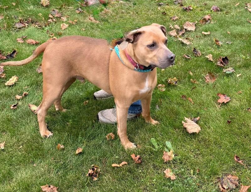 Enlarge Sandy, a Adoptable Mixed Breed in Rochester, NY image 3/4