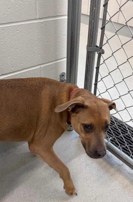 Enlarge Sandy, a Adoptable Mixed Breed in Rochester, NY image 4/4
