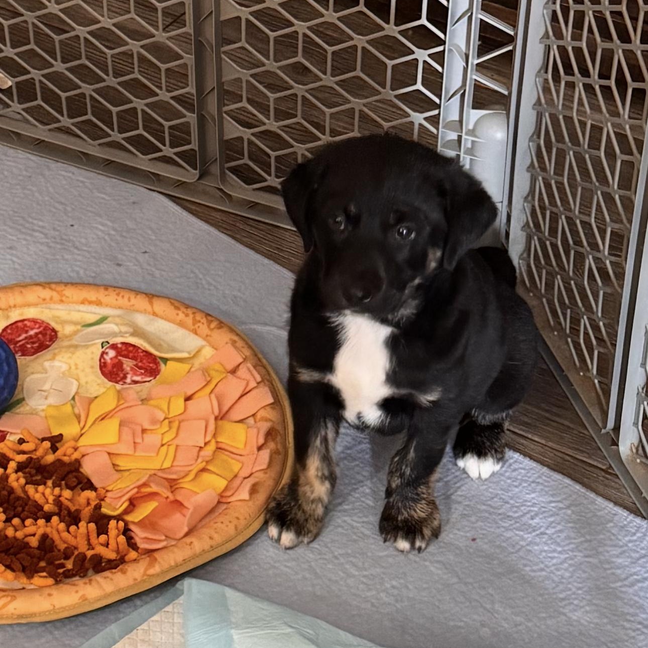 Clover, adopted, Puppy Female Labrador Retriever & Aussiedoodle.