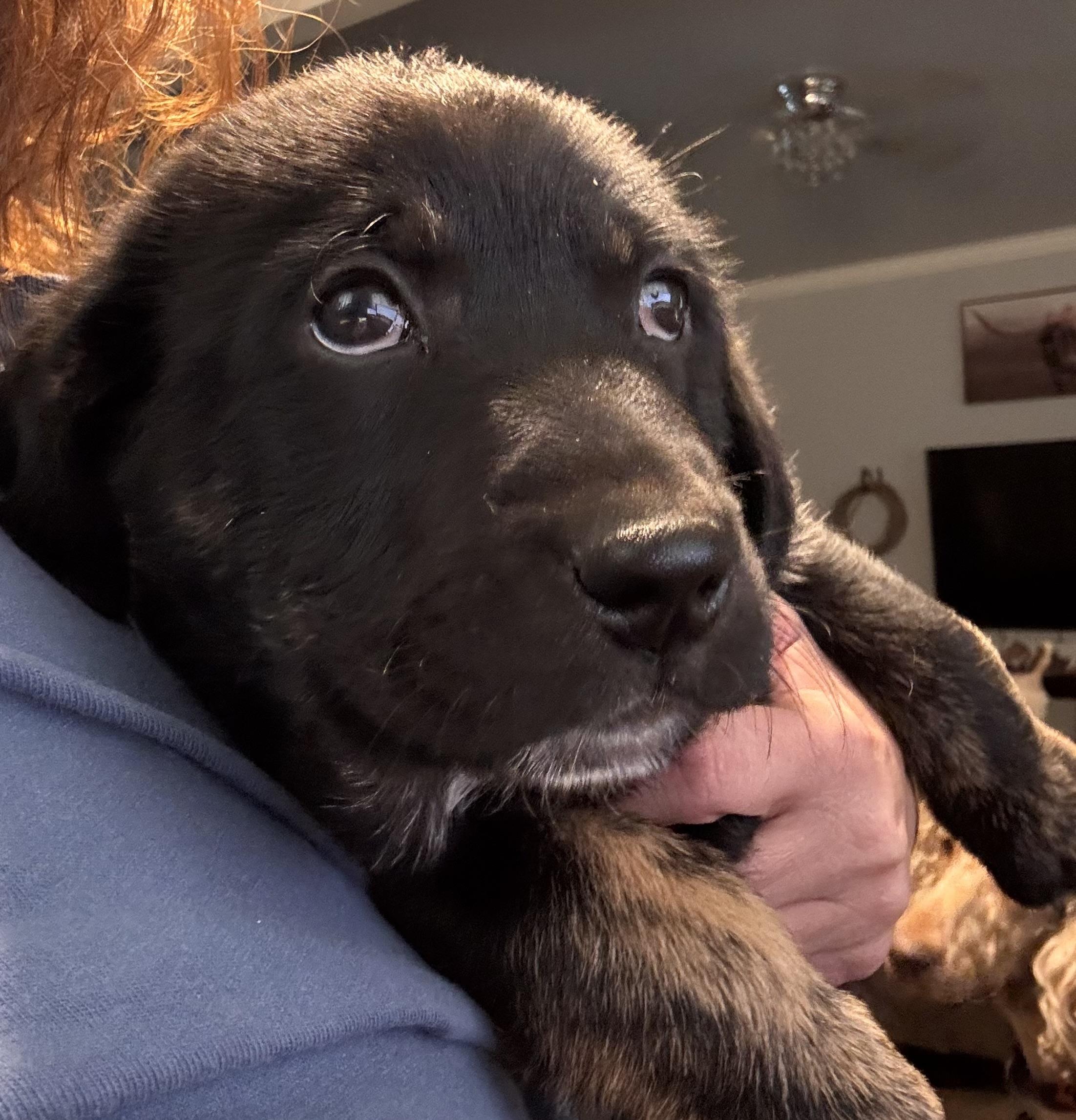 Enlarge Clover, an adopted mixed breed in Yukon, OK image 2/2