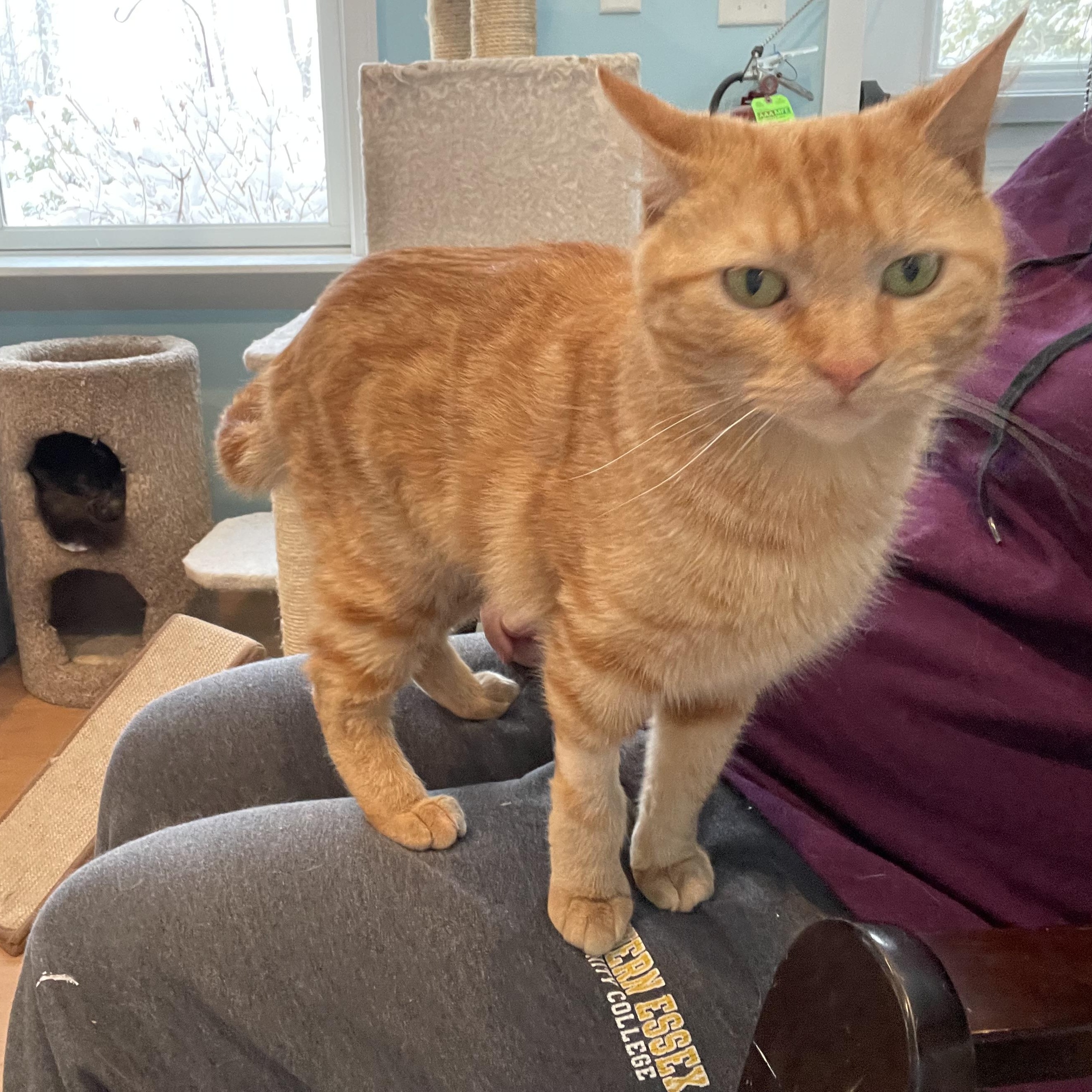 Enlarge Saki, an adopted Domestic Short Hair in Wells, ME image 3/5