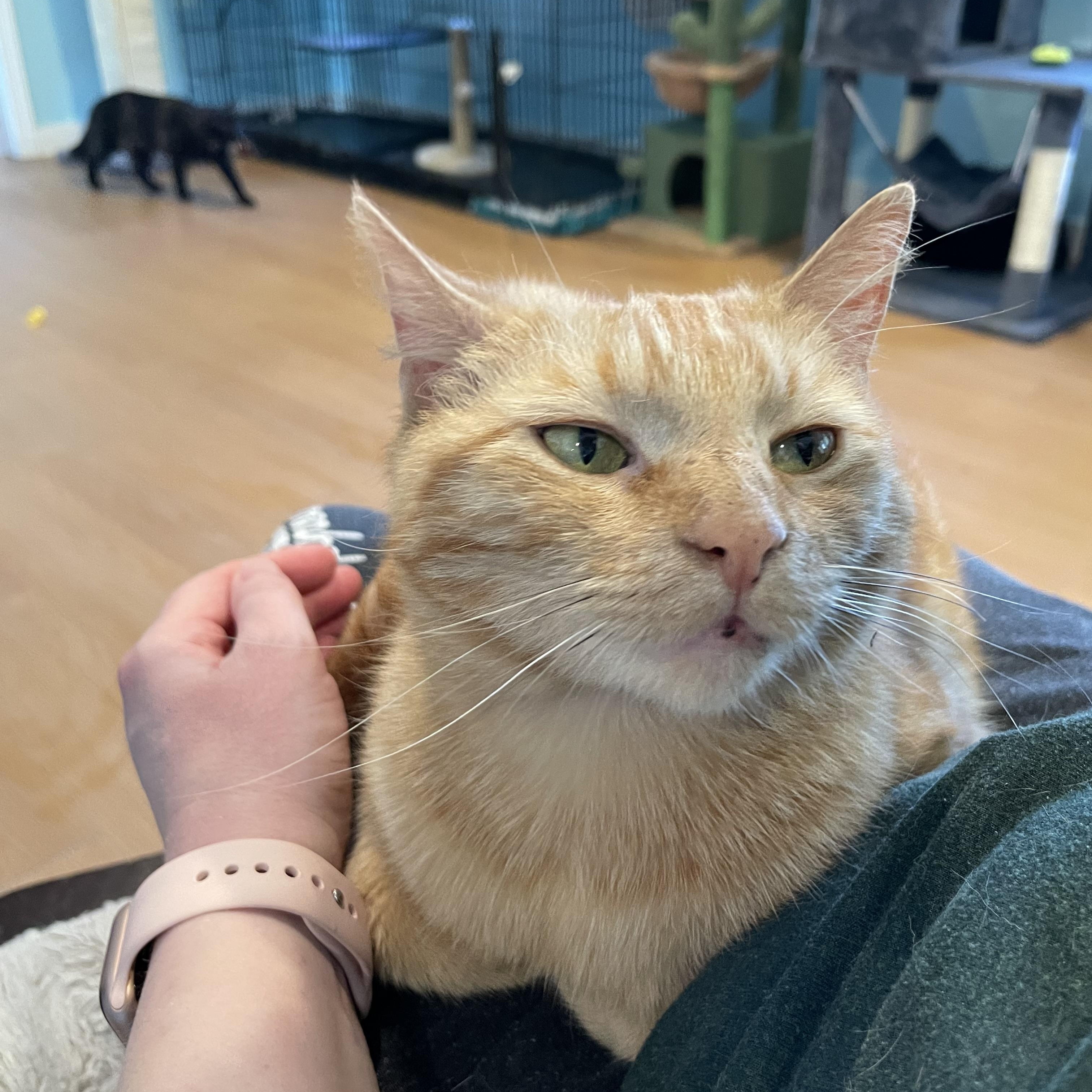 Enlarge Saki, an adopted Domestic Short Hair in Wells, ME image 5/5