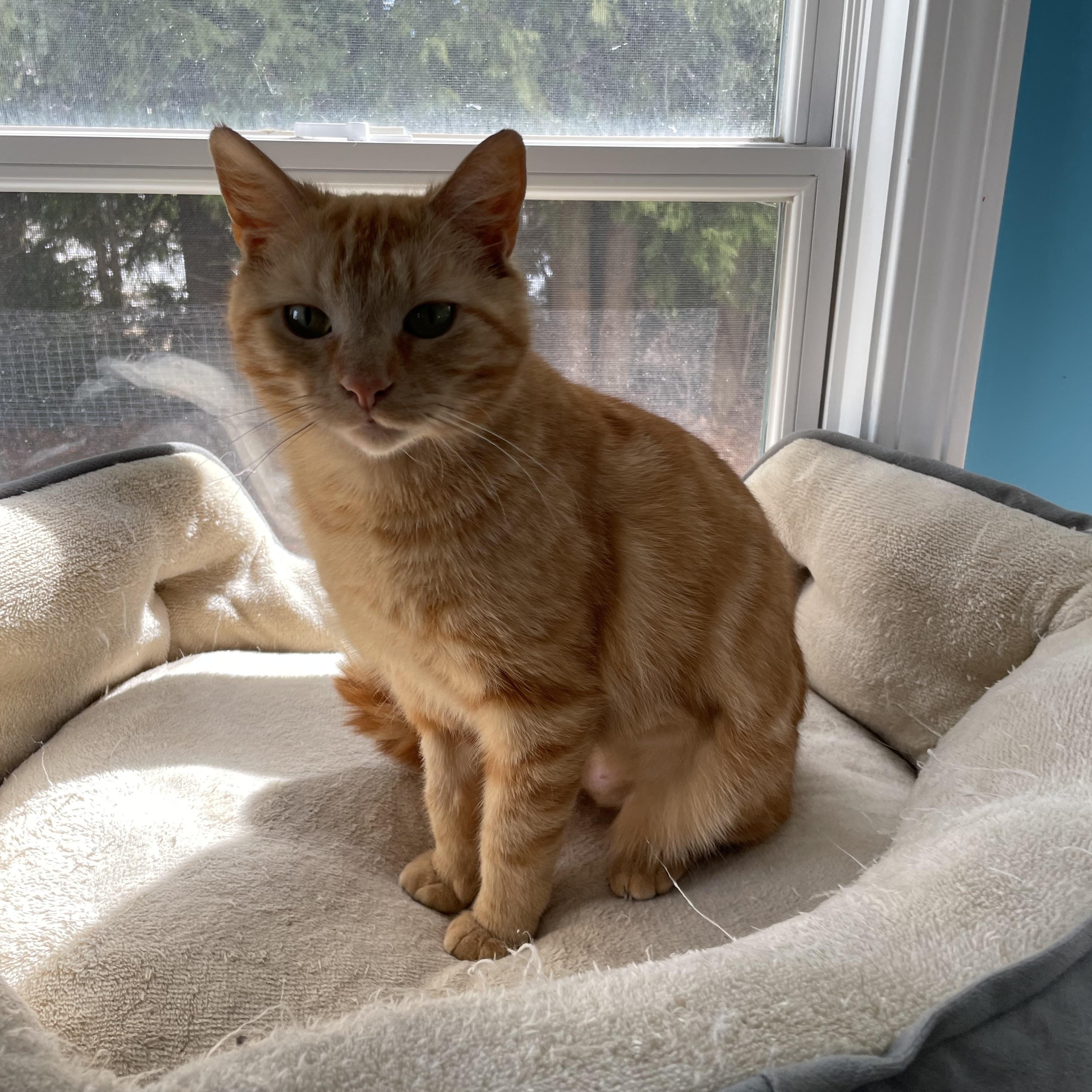 Enlarge Saki, an adopted Domestic Short Hair in Wells, ME image 1/5