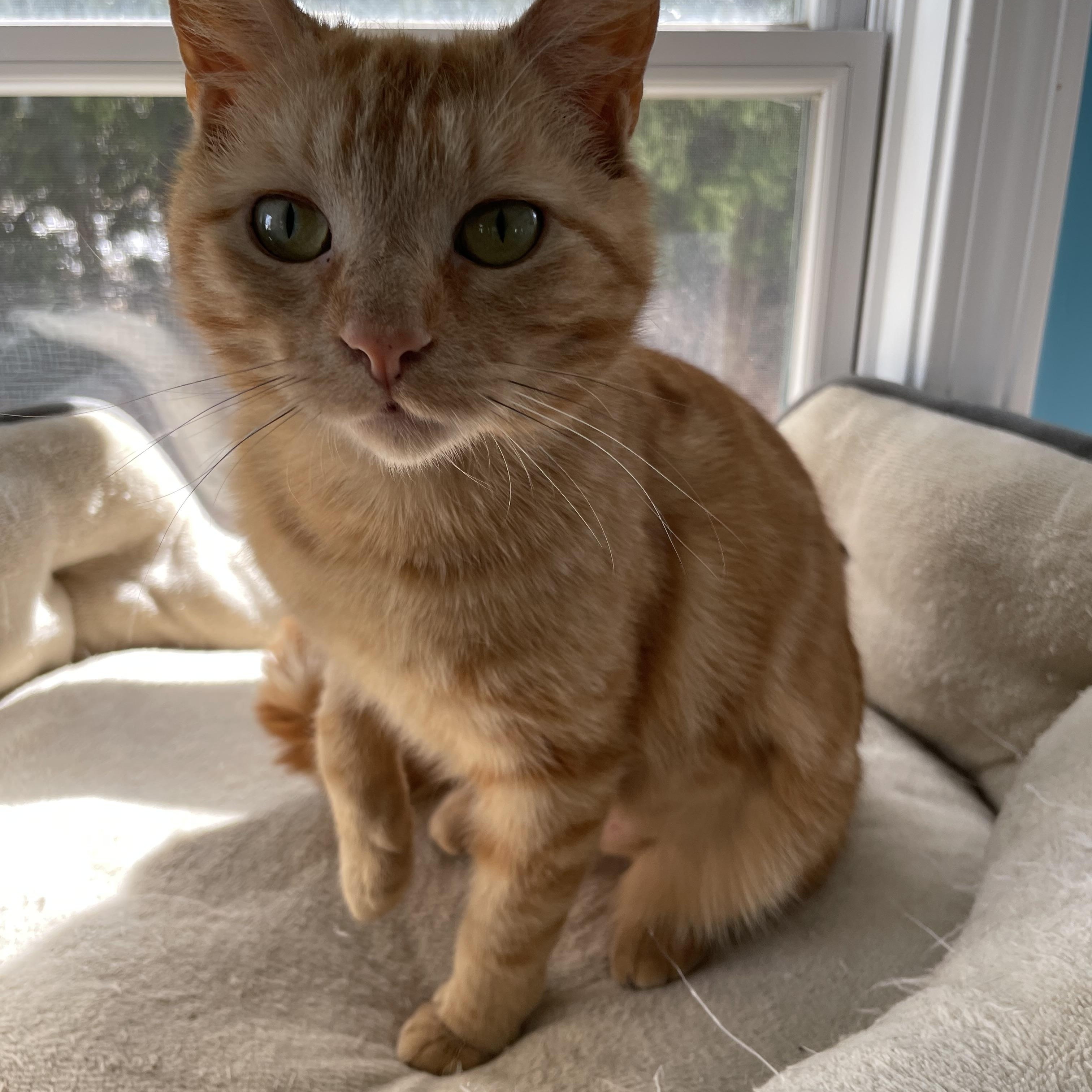 Enlarge Saki, an adopted Domestic Short Hair in Wells, ME image 2/5