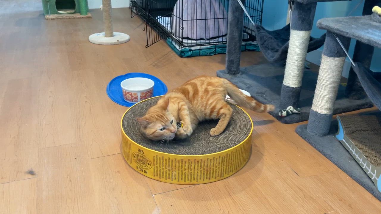 Enlarge Saki, an adopted Domestic Short Hair in Wells, ME video 4/5