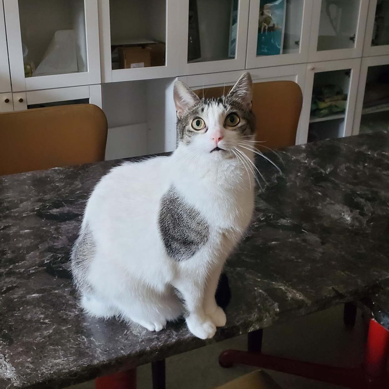 ROME, Adult Male American Shorthair