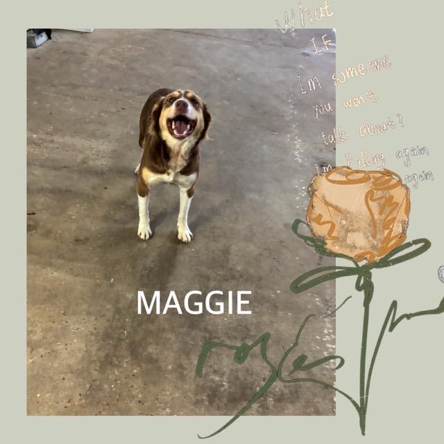 Maggie, Adult Female unknown