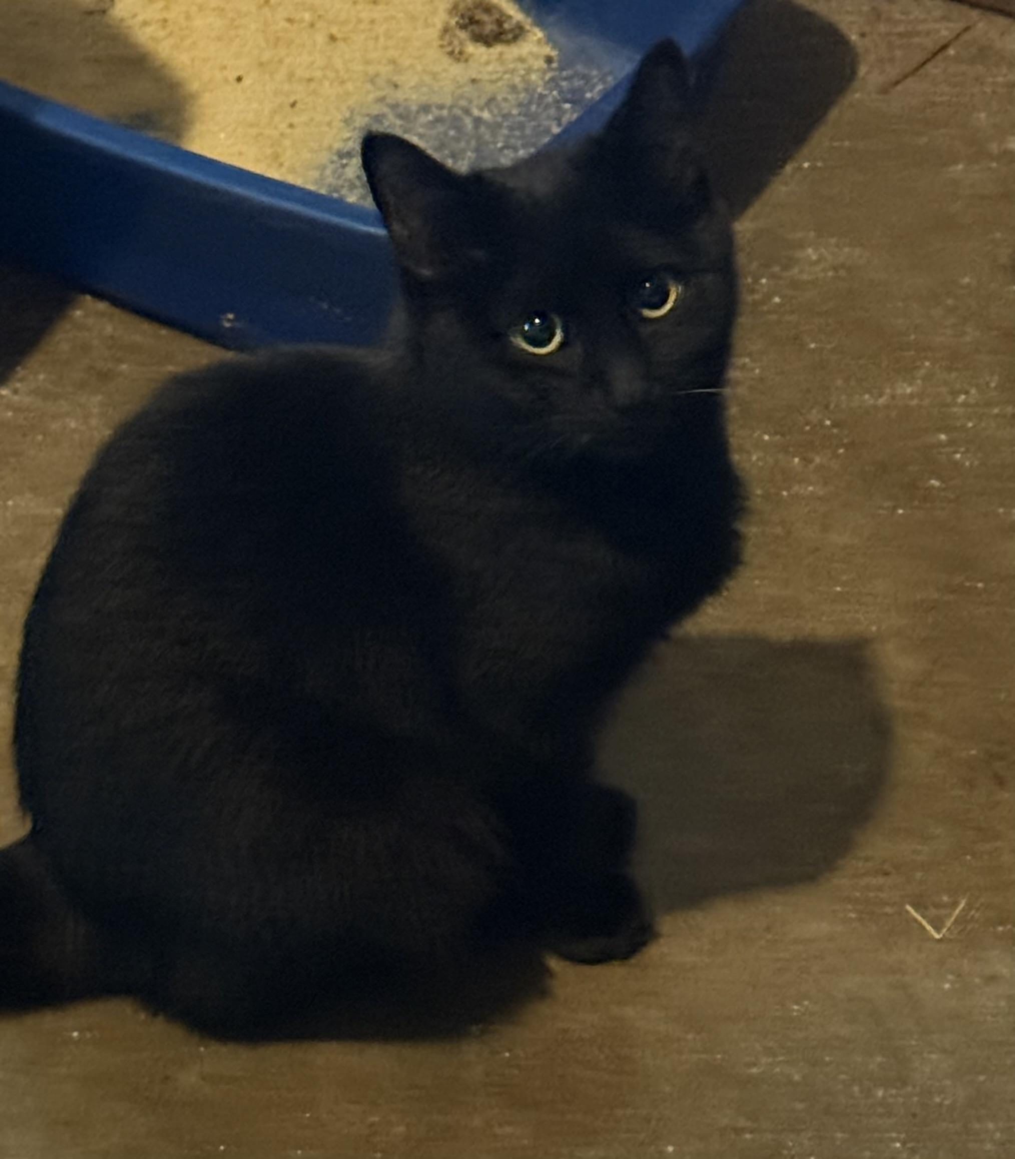 Jinx, Adoptable, Young Female Domestic Short Hair.
