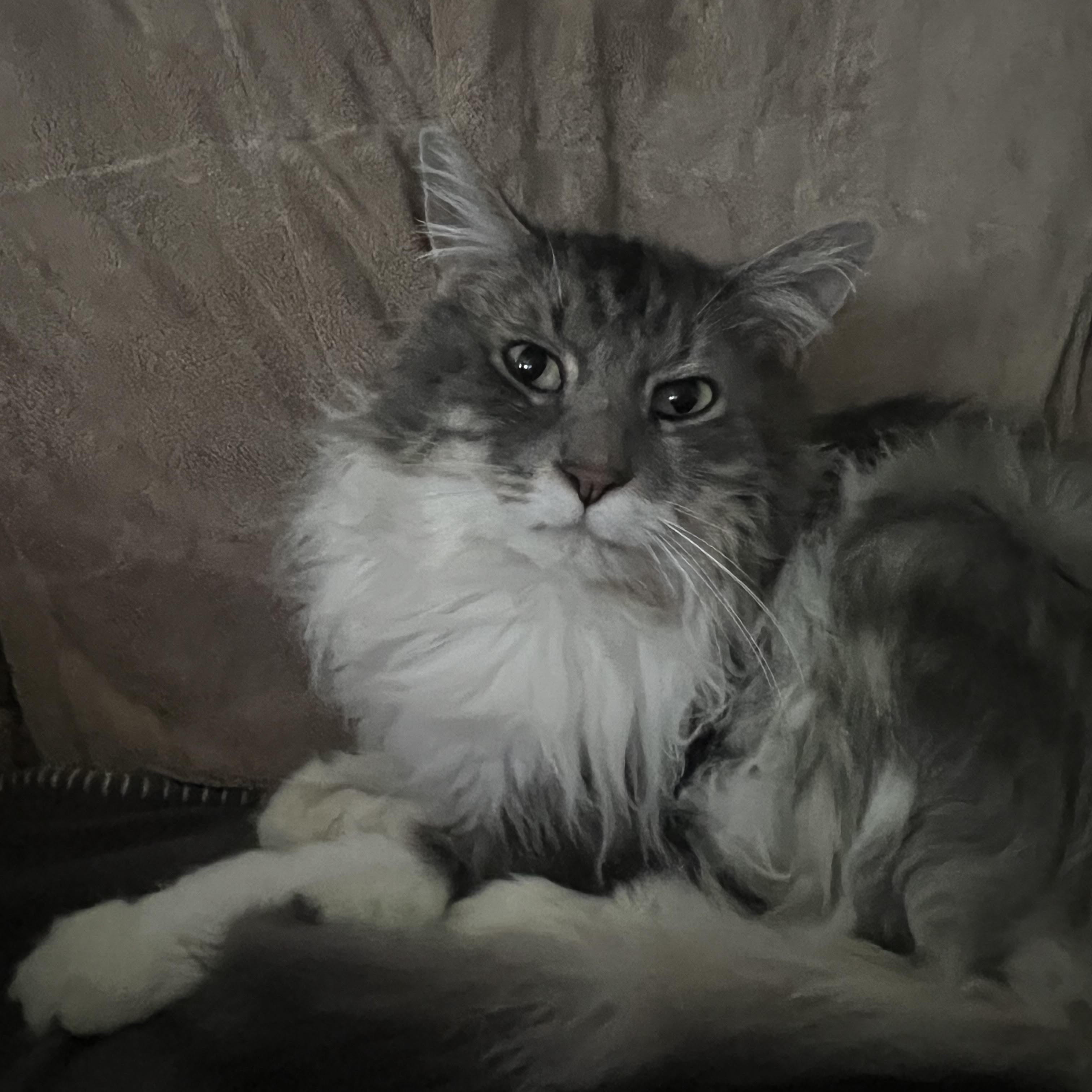 Enlarge Mittens, a Adoptable Domestic Long Hair in Racine, WI image 3/3