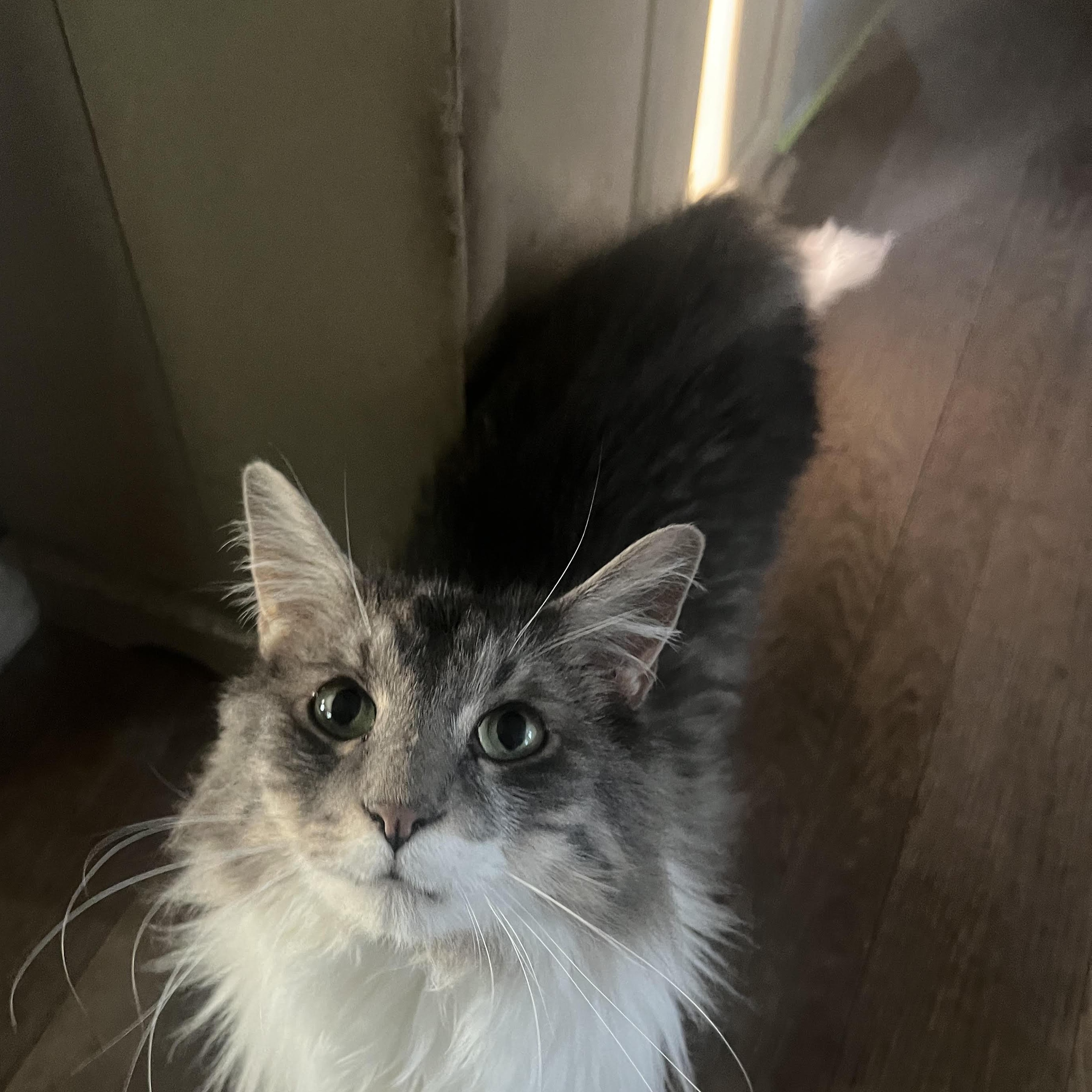 Enlarge Mittens, a Adoptable Domestic Long Hair in Racine, WI image 2/3