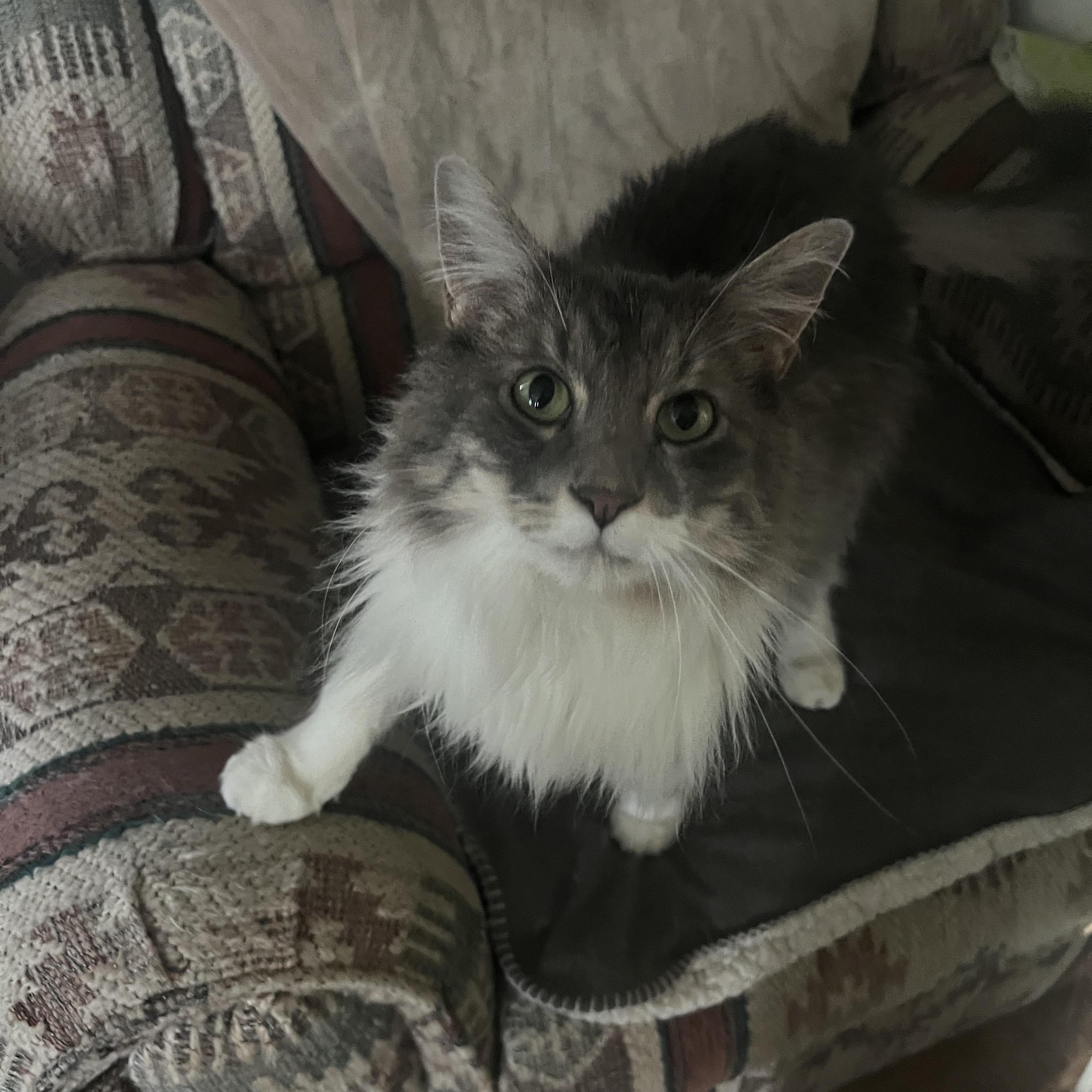 Enlarge Mittens, a Adoptable Domestic Long Hair in Racine, WI image 1/3