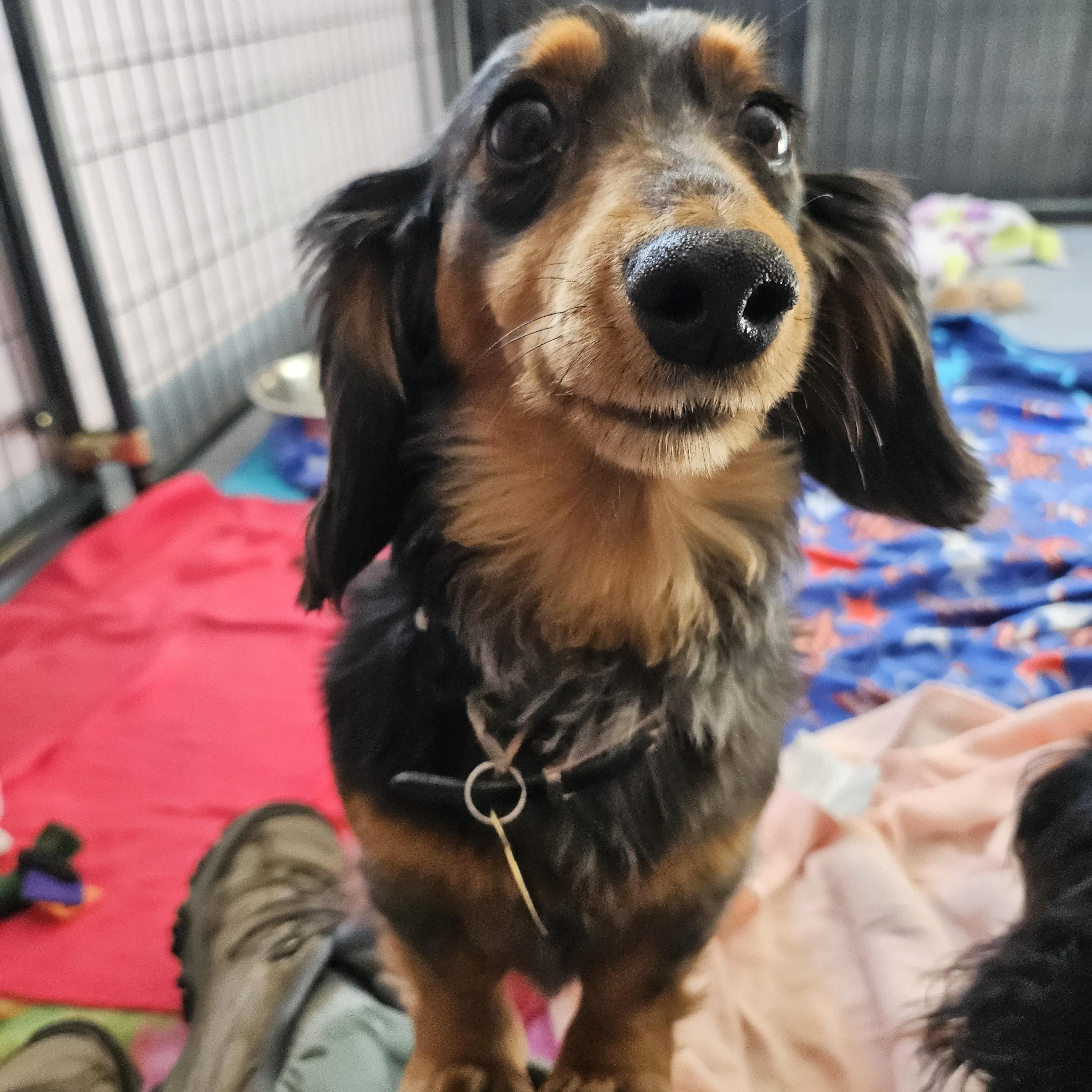 Enlarge Kahuna, Sprinkles, and Rooster, a ADOPTABLE Dachshund (Miniature Long Haired) in Salem, NH image 1/5