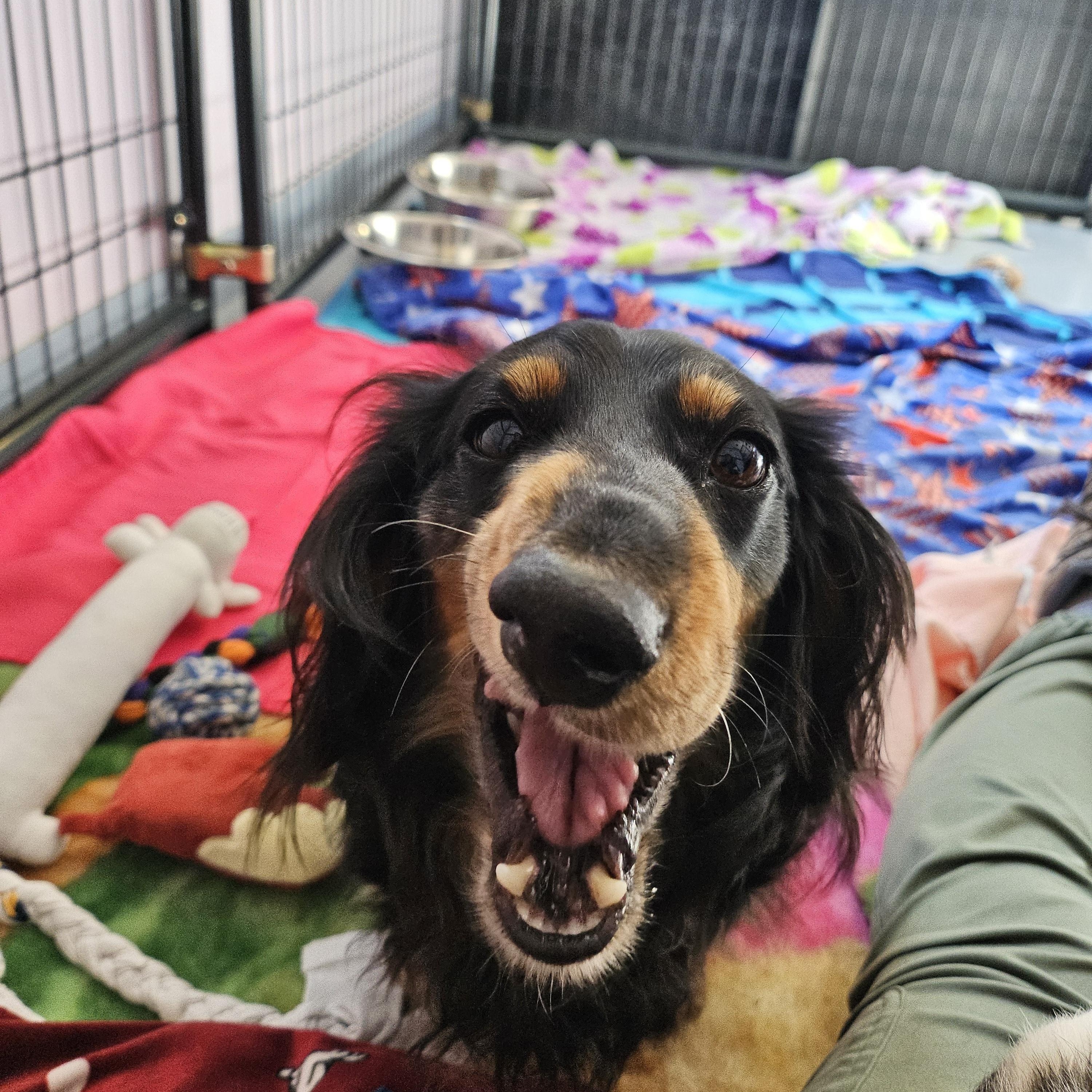 Enlarge Kahuna, Sprinkles, and Rooster, a ADOPTABLE Dachshund (Miniature Long Haired) in Salem, NH image 2/5