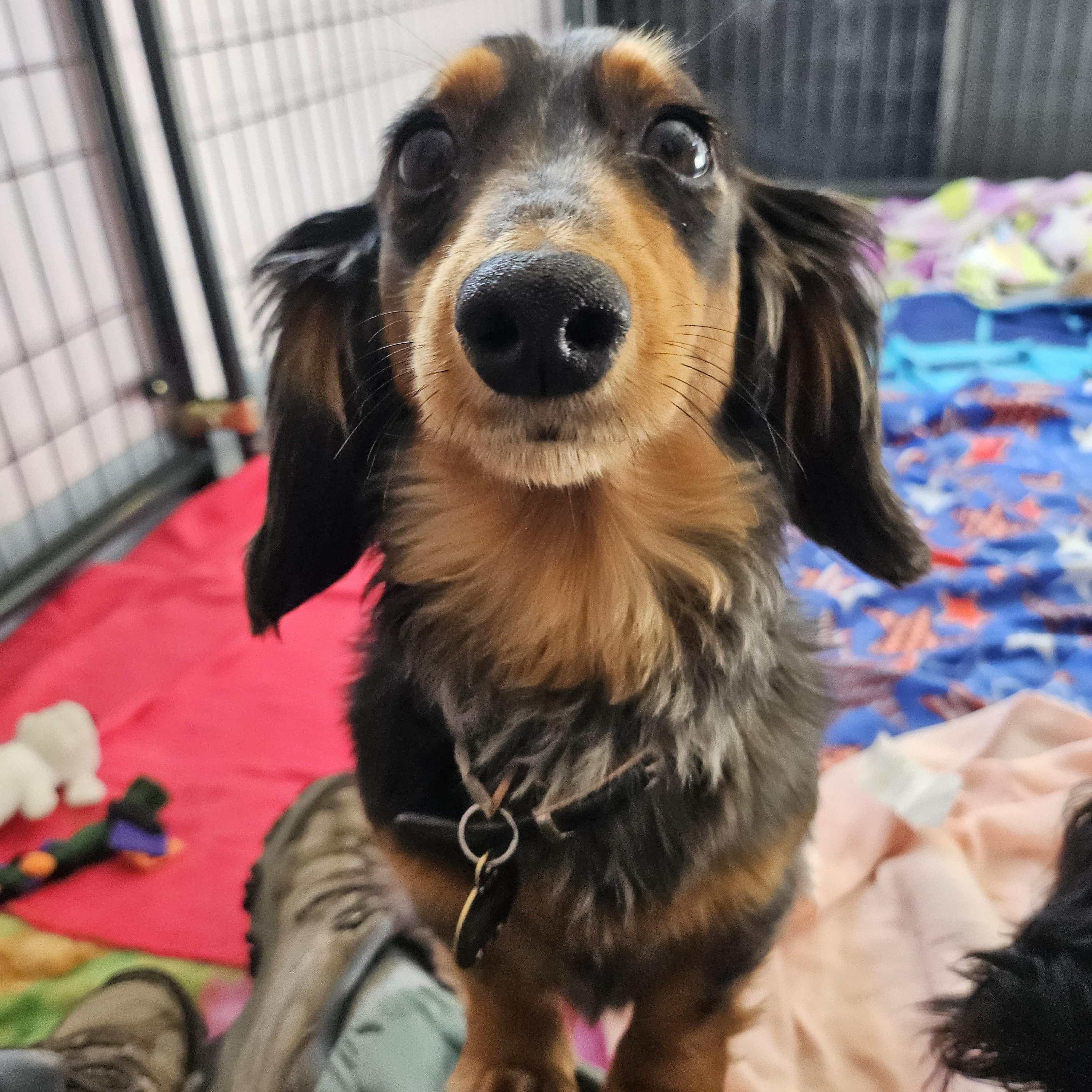 Enlarge Kahuna, Sprinkles, and Rooster, a ADOPTABLE Dachshund (Miniature Long Haired) in Salem, NH image 3/5
