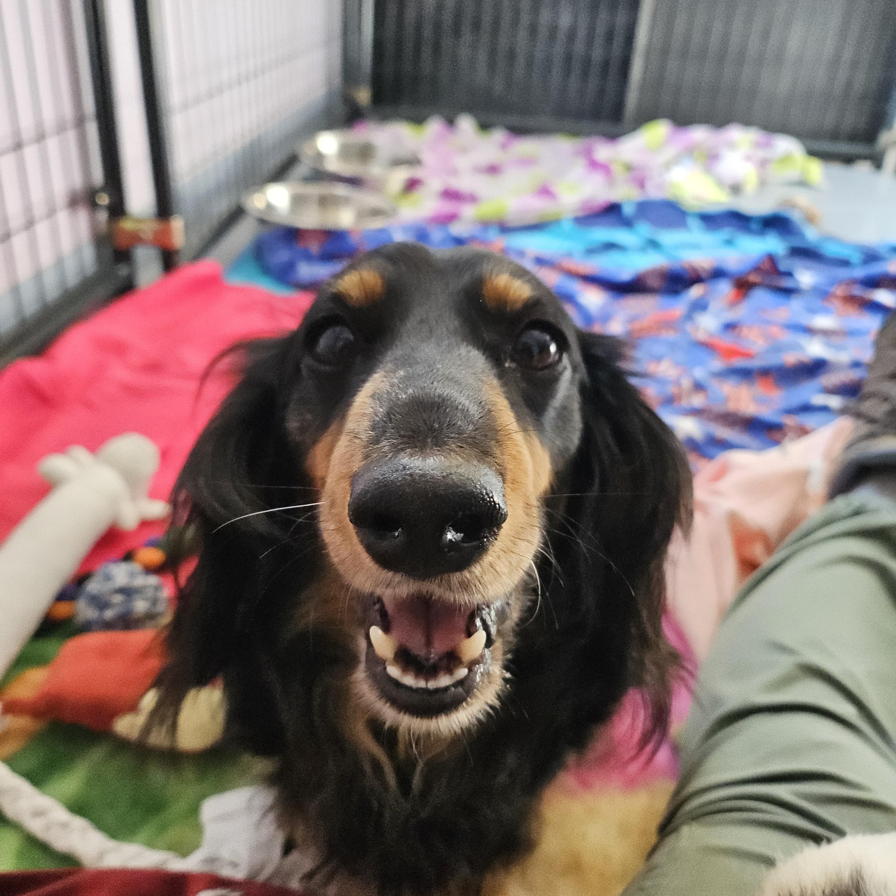 Enlarge Kahuna, Sprinkles, and Rooster, a ADOPTABLE Dachshund (Miniature Long Haired) in Salem, NH image 4/5