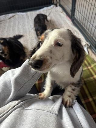 Enlarge Kahuna, Sprinkles, and Rooster, a ADOPTABLE Dachshund (Miniature Long Haired) in Salem, NH image 5/5