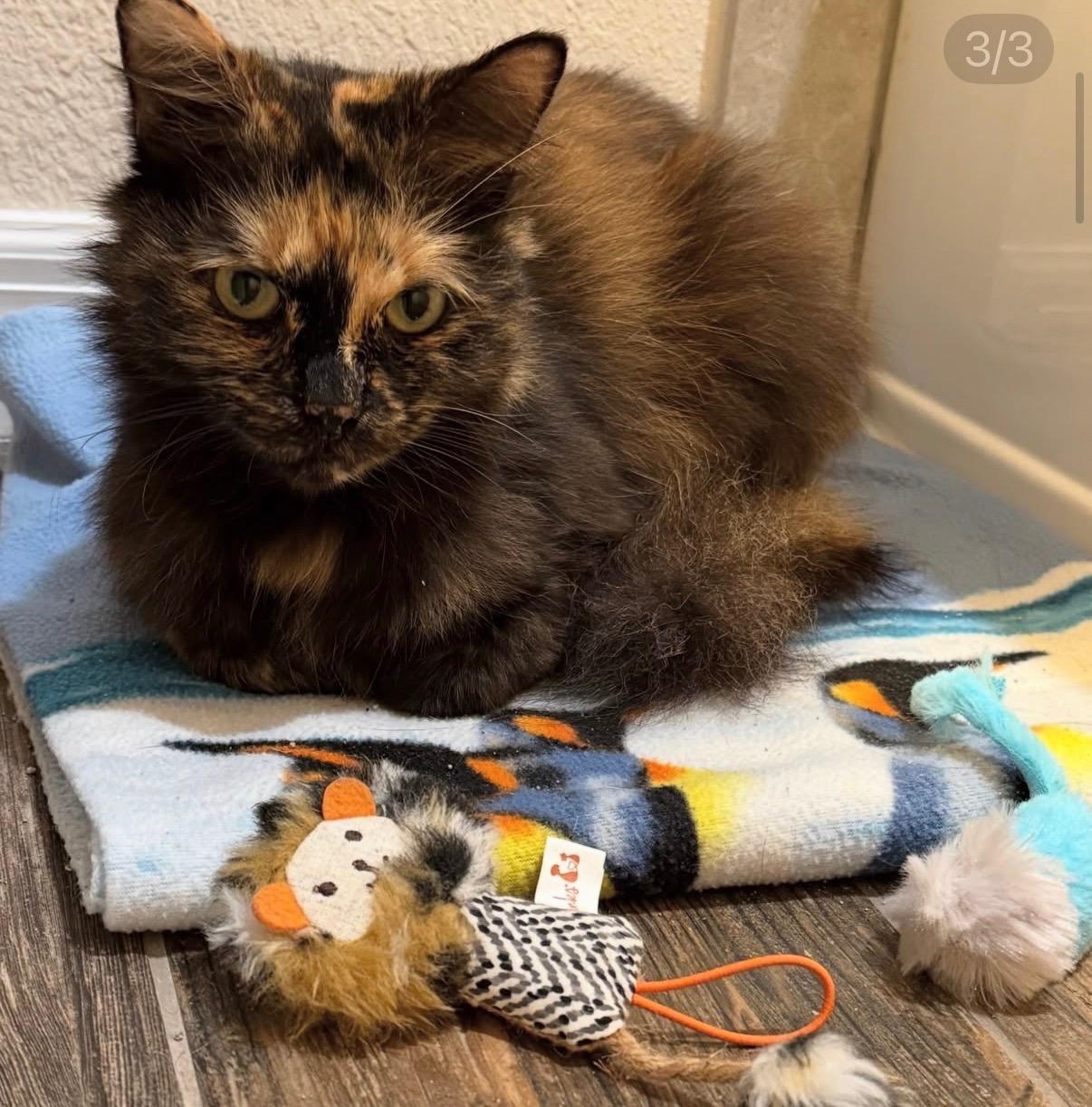 Neptune , a ADOPTABLE Tortoiseshell in Kissimmee, FL image 2/3