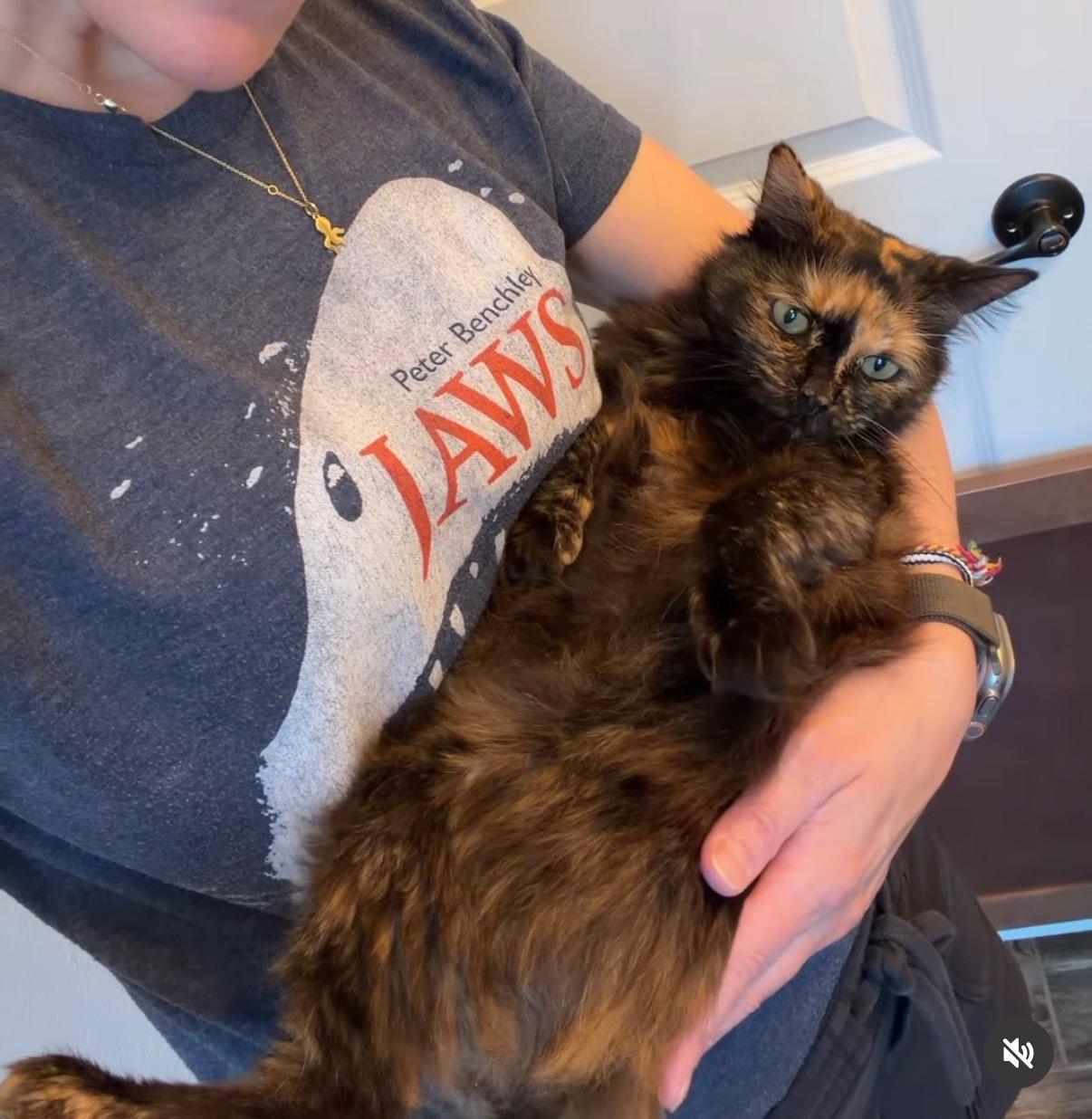 Neptune , a ADOPTABLE Tortoiseshell in Kissimmee, FL image 3/3