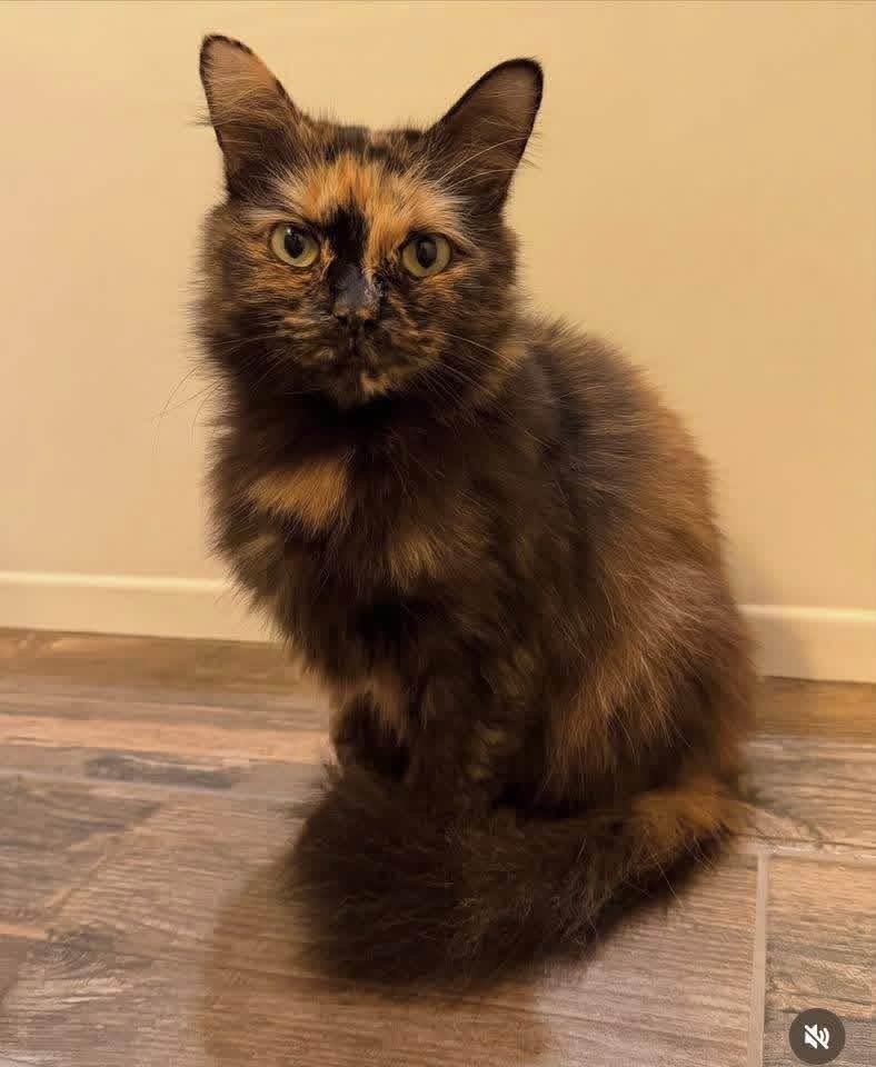 Neptune , ADOPTABLE, Young Female Tortoiseshell.