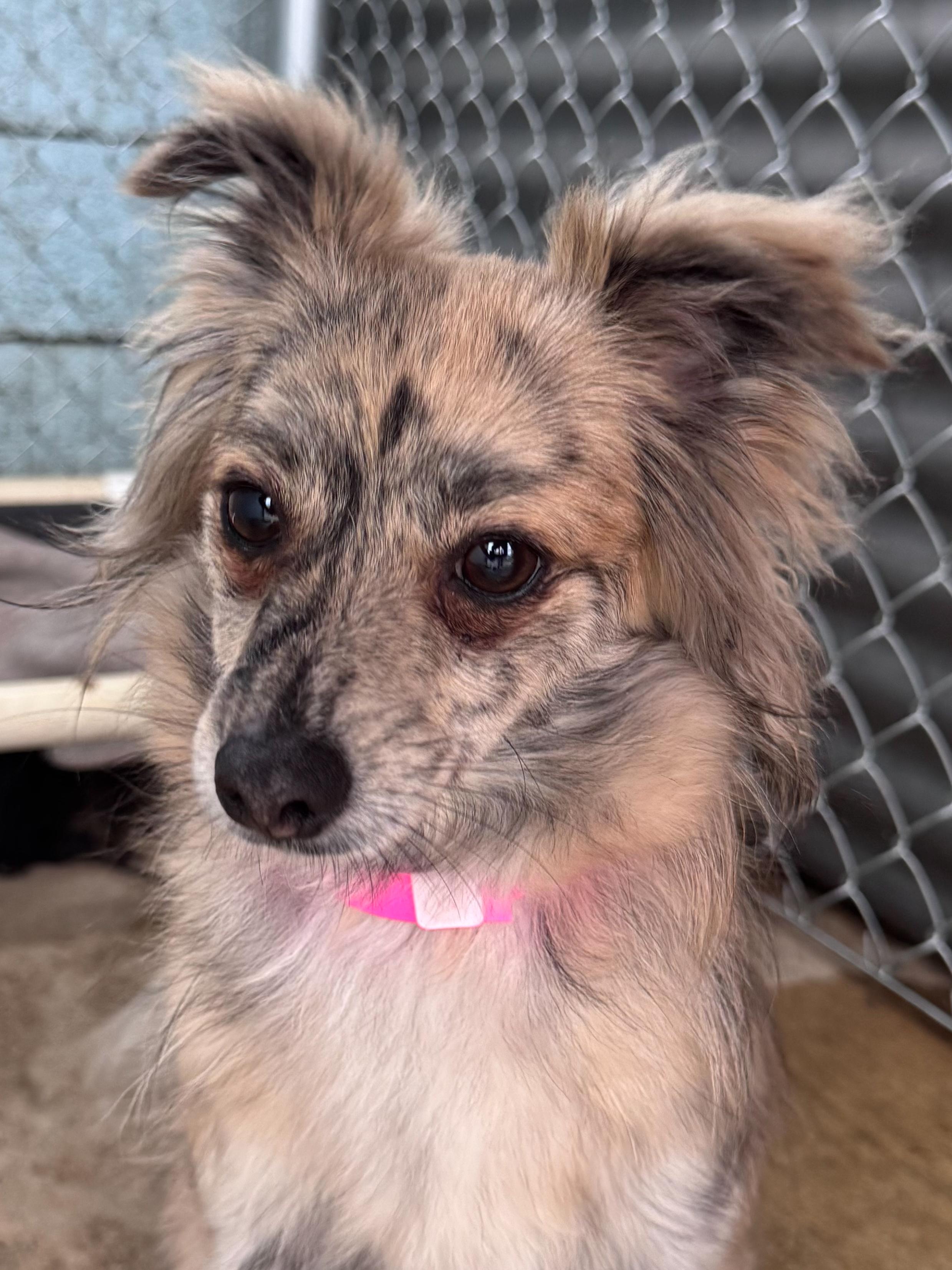 LILY, adopted, Young Female Pomeranian & Chihuahua.