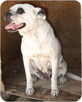 Blanca, a Adoptable Pit Bull Terrier in San Diego, CA image 3/3