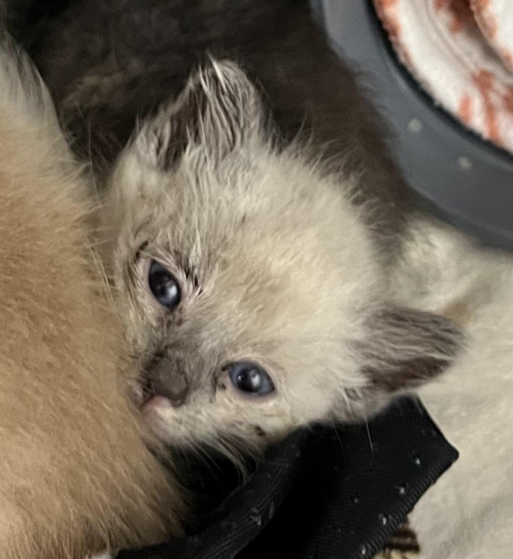 Prue, Adopted, Kitten Female Siamese.