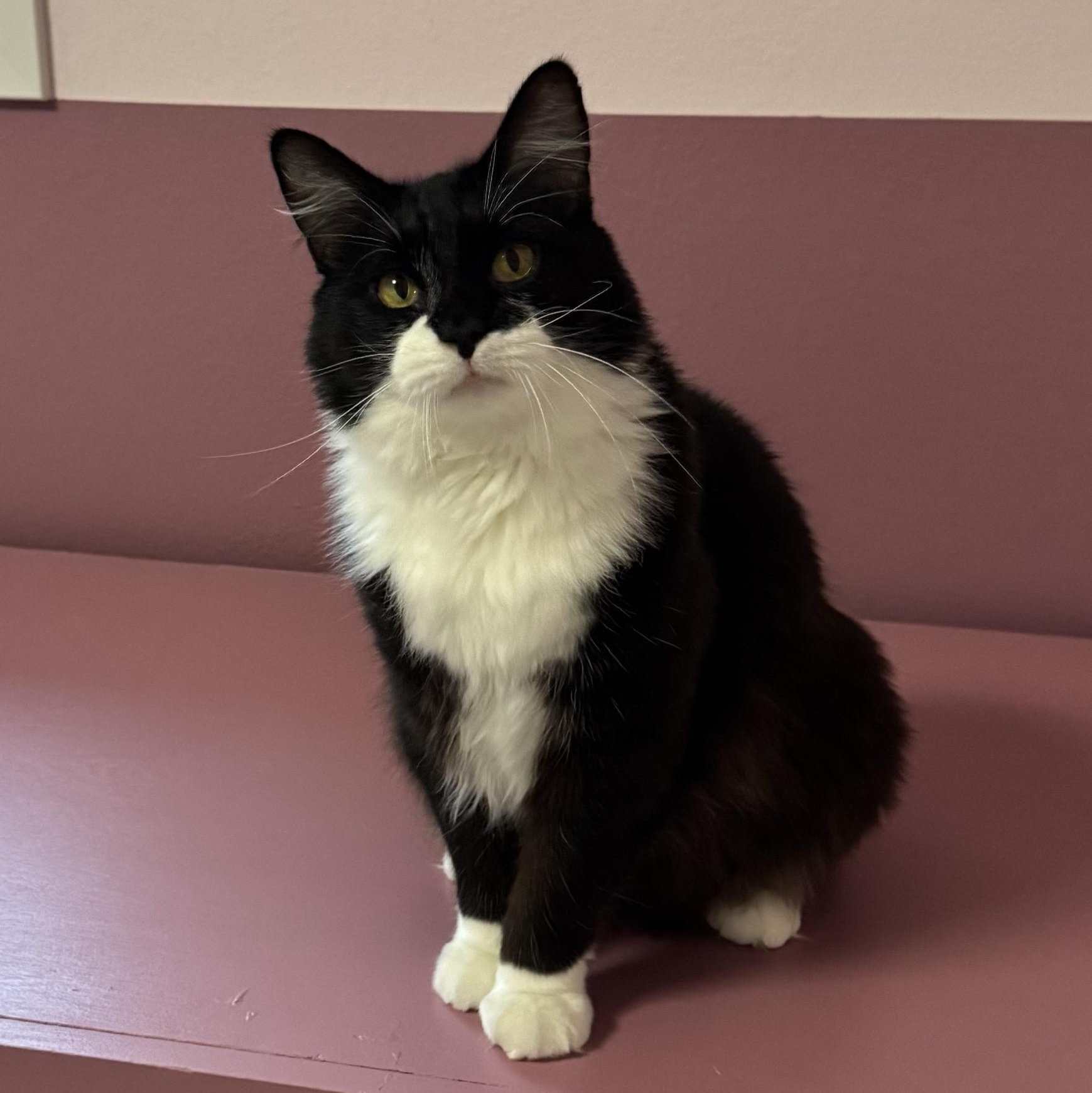 Oscar, a ADOPTABLE Domestic Medium Hair in Morris, MN image 3/4