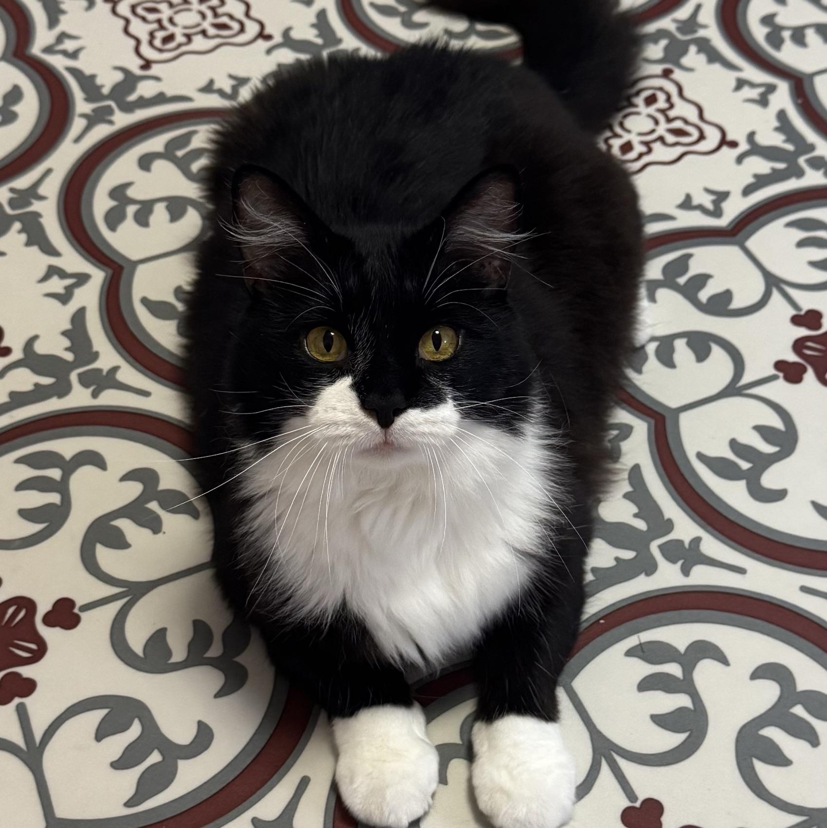 Oscar, a ADOPTABLE Domestic Medium Hair in Morris, MN image 2/4