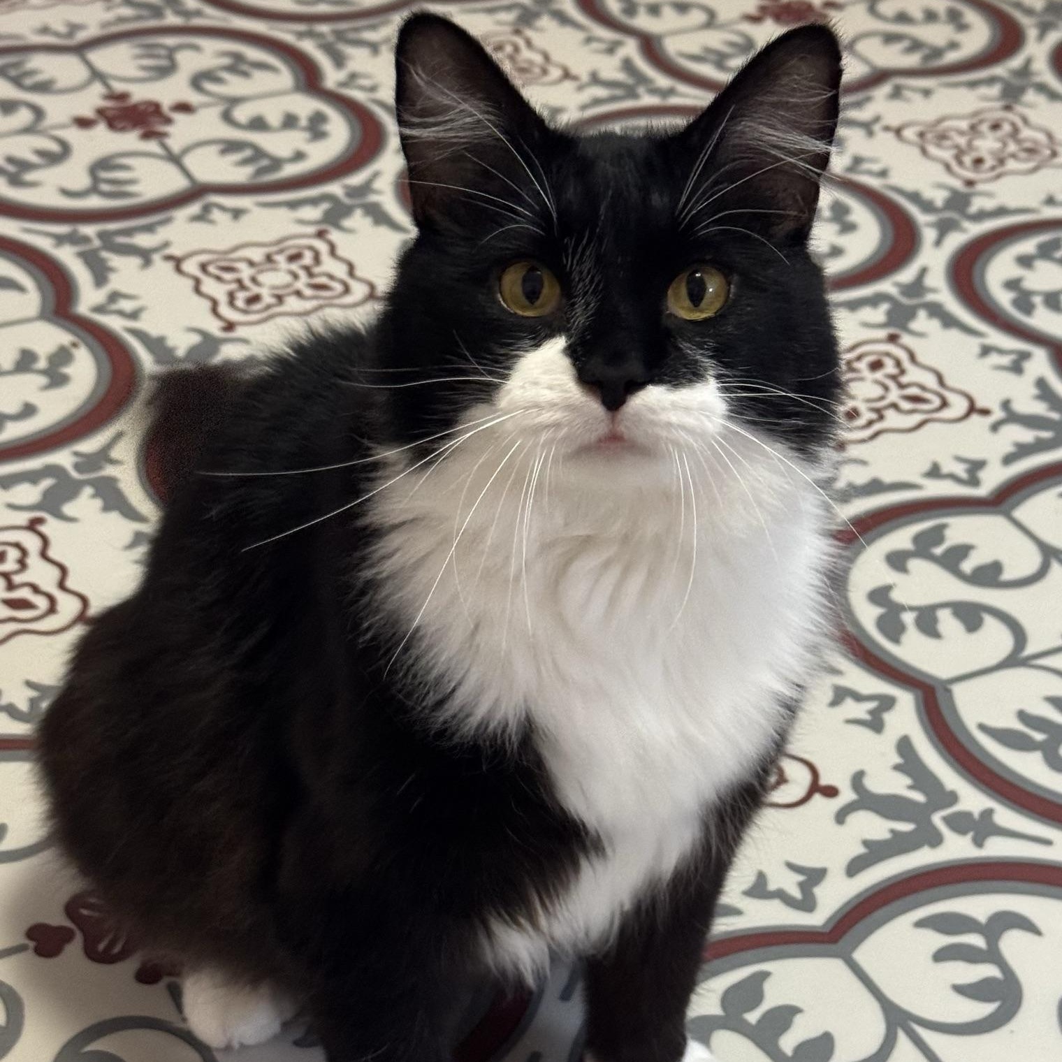Oscar, a ADOPTABLE Domestic Medium Hair in Morris, MN image 1/4