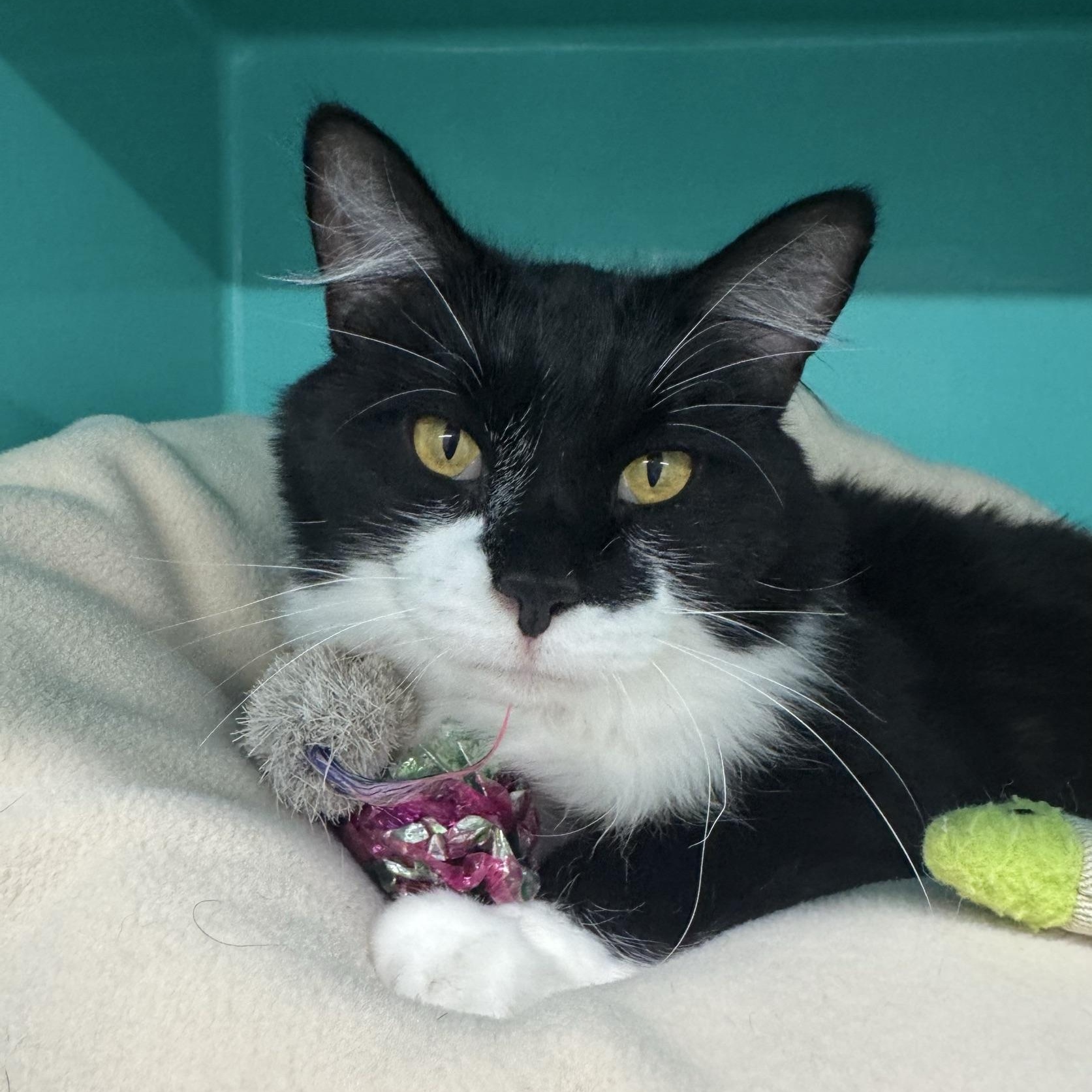 Oscar, a ADOPTABLE Domestic Medium Hair in Morris, MN image 4/4