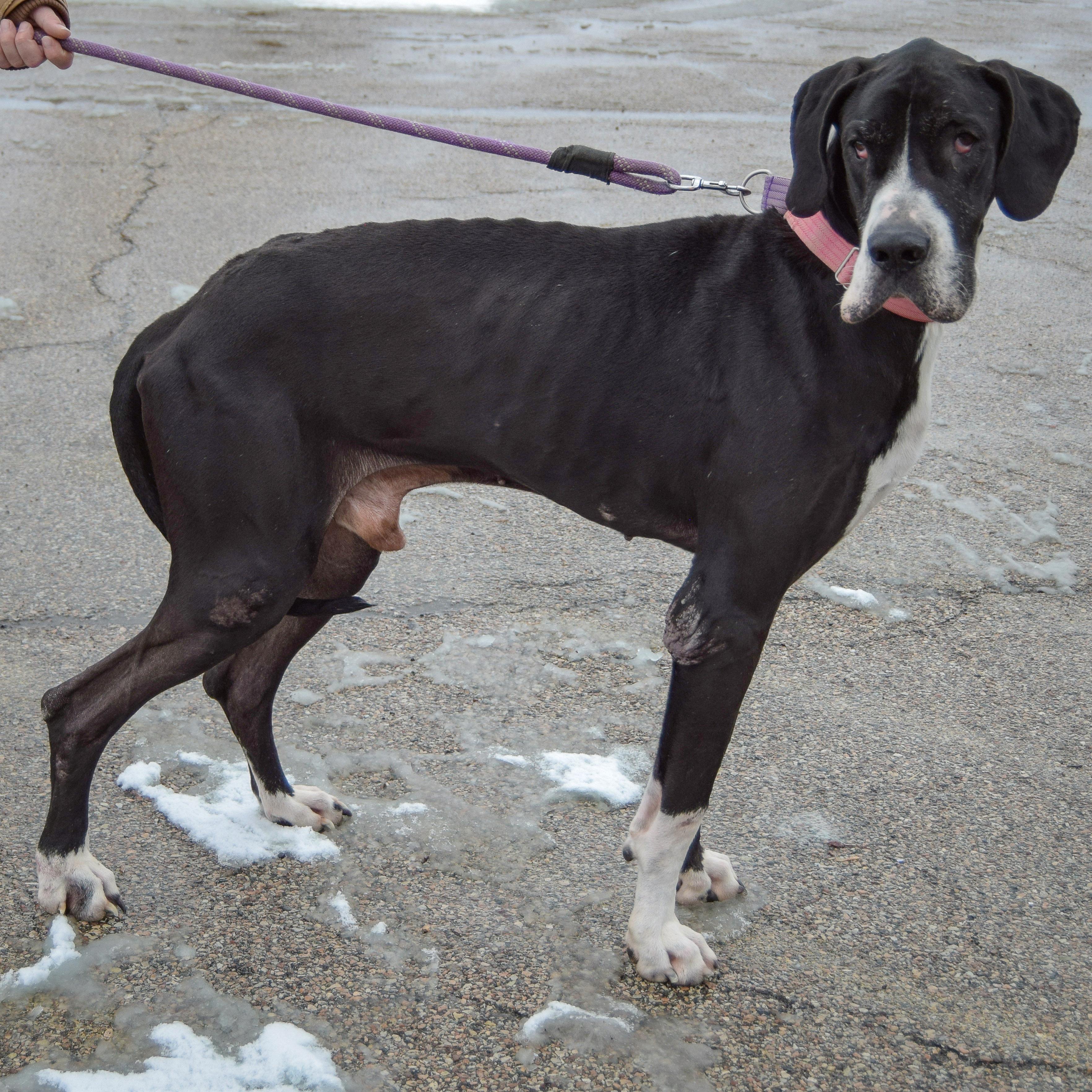 Pipsqueak thumbnail 2