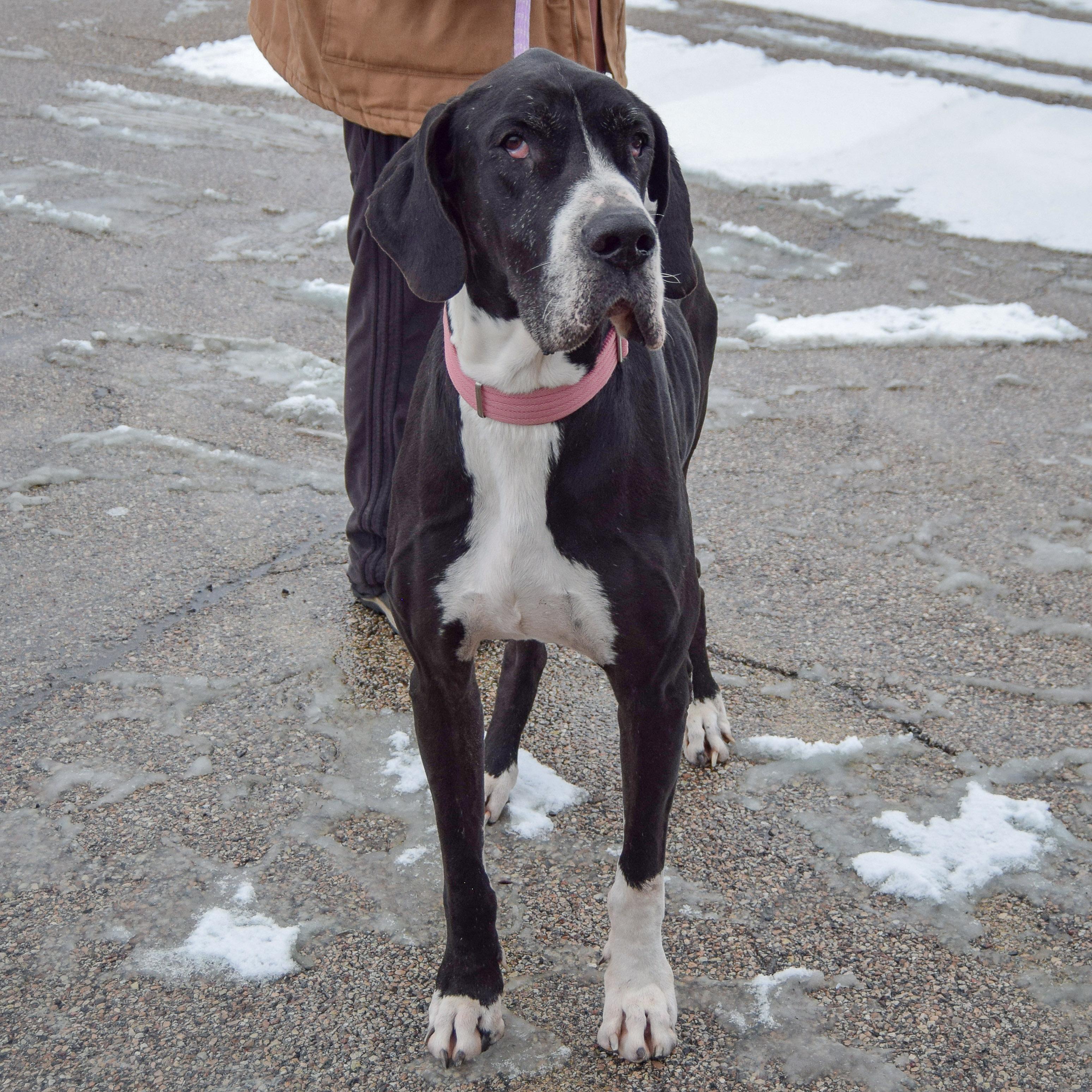 Pipsqueak thumbnail 3