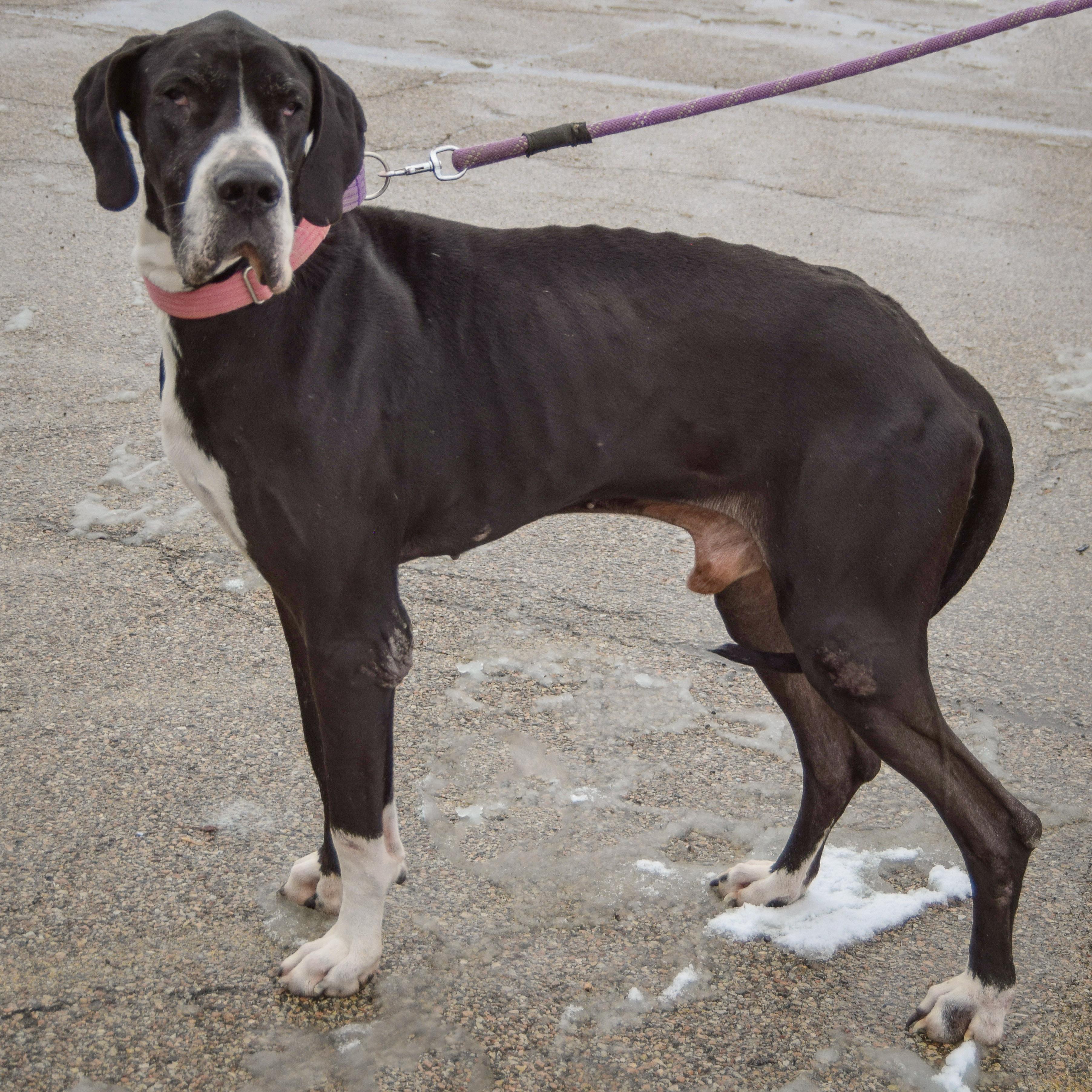 Pipsqueak thumbnail 4