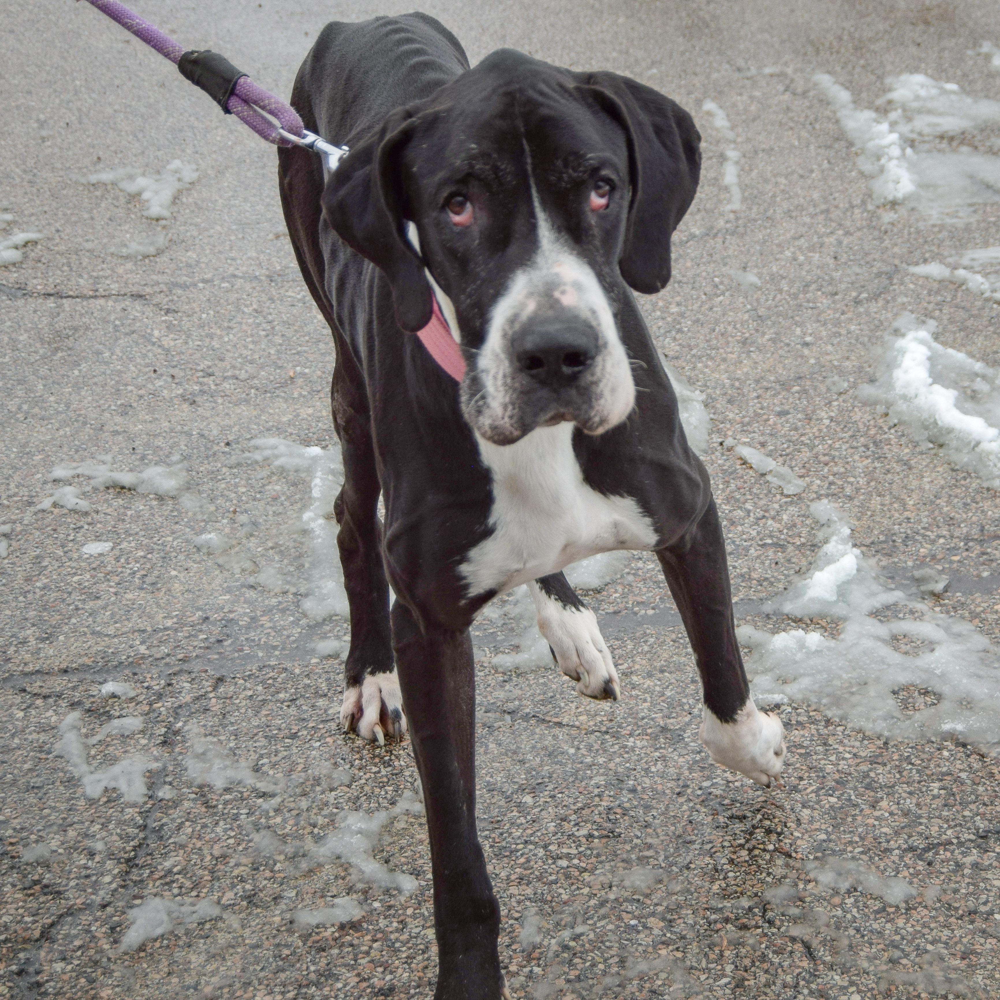 Pipsqueak thumbnail 5