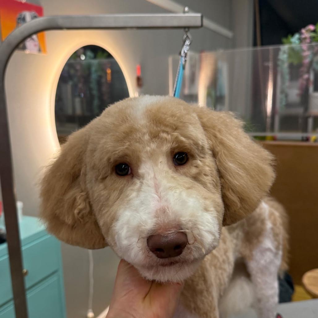 Otis, Adoptable, Young Male Poodle.