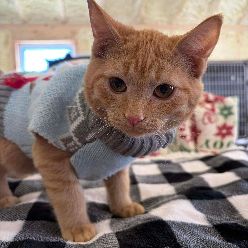 Martini, Adoptable, Kitten Male Domestic Medium Hair.