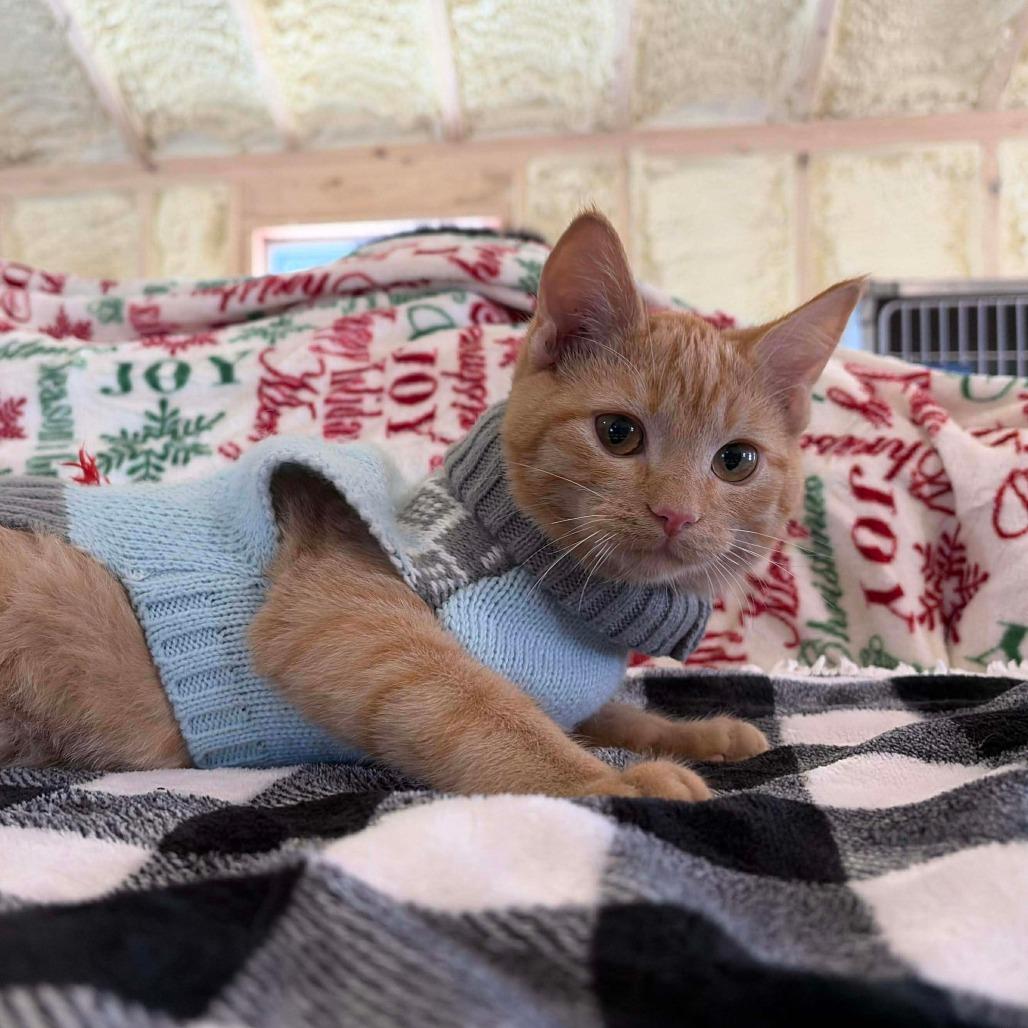 Martini, a Adoptable Domestic Medium Hair in Flower Mound, TX image 2/4