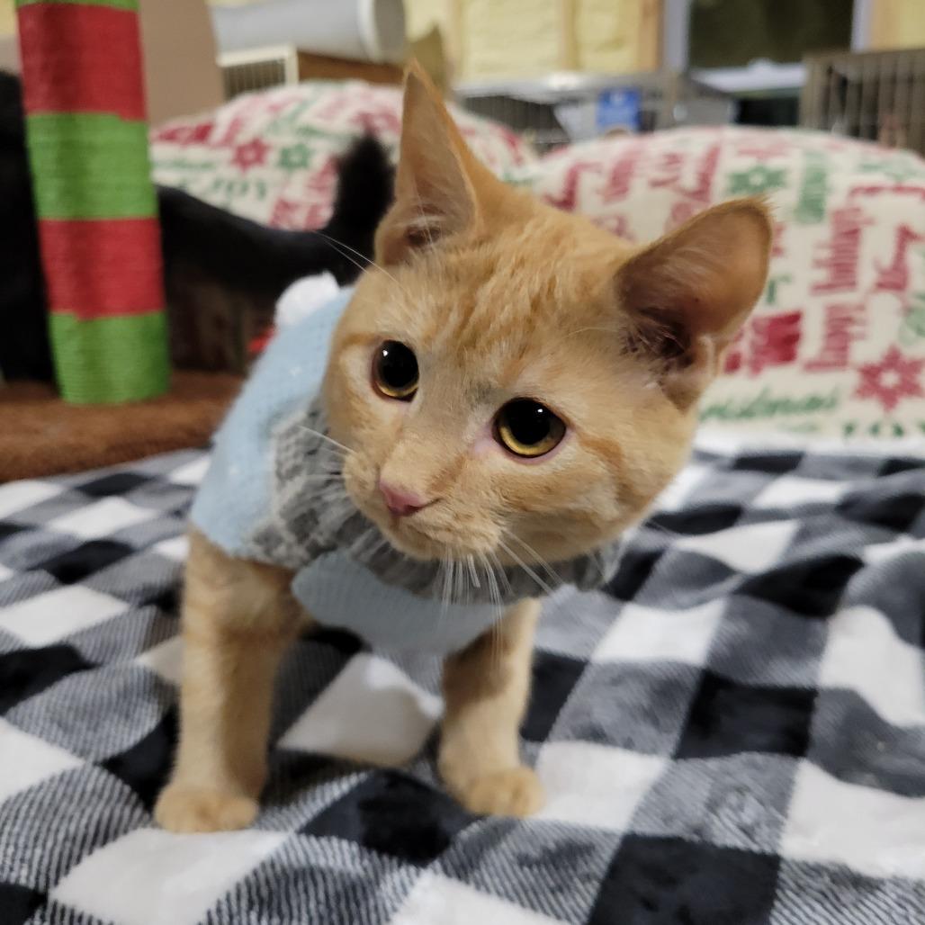 Martini, a Adoptable Domestic Medium Hair in Flower Mound, TX image 4/4