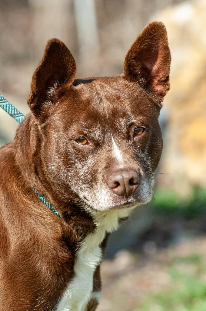 Joppy, Adoptable, Adult Female Pit Bull Terrier.