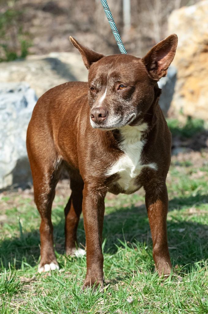 Enlarge Joppy, a Adoptable Pit Bull Terrier in Johnson City, TN image 2/3