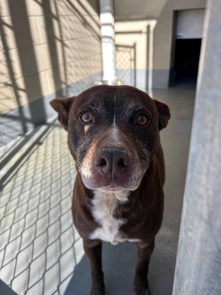 Joppy, Adoptable, Adult Female Pit Bull Terrier.