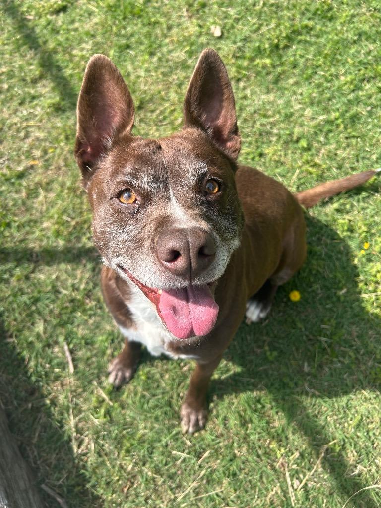 Enlarge Joppy, a Adoptable Pit Bull Terrier in Johnson City, TN image 4/4
