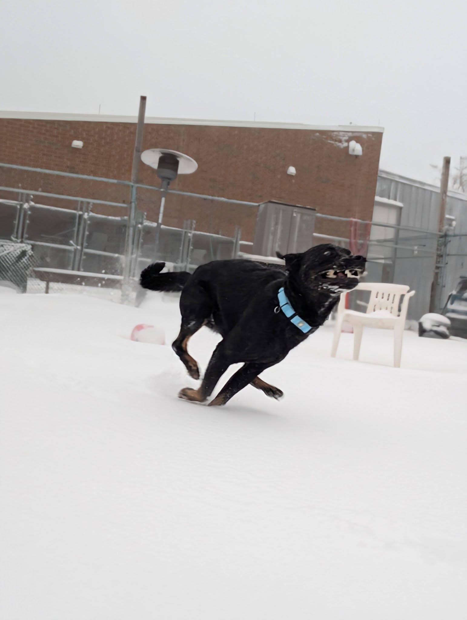 Enlarge Winston, an adopted mixed breed in Cleveland, OH image 4/4
